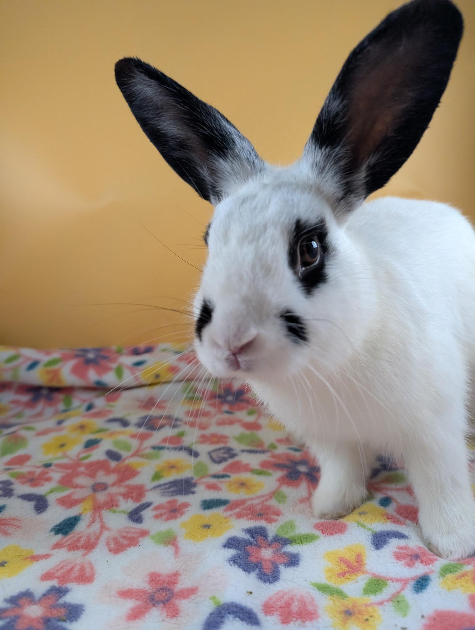 Poe, Adoptable, Adult Male English Spot & Dwarf.