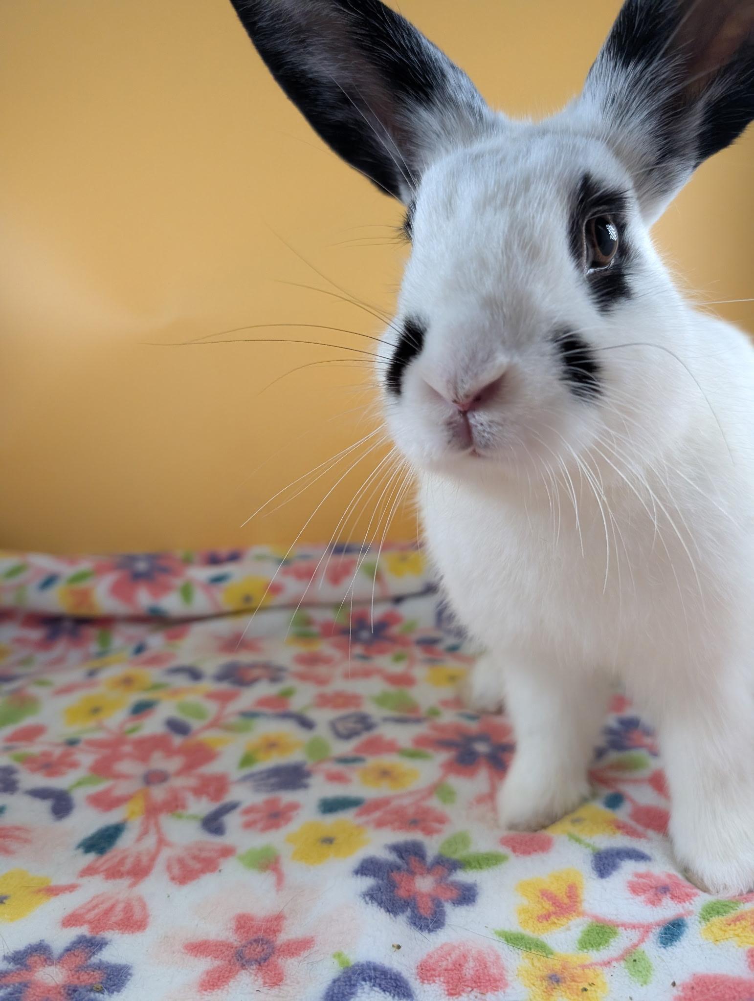 Poe, a Adoptable mixed breed in San Antonio, TX image 2/4