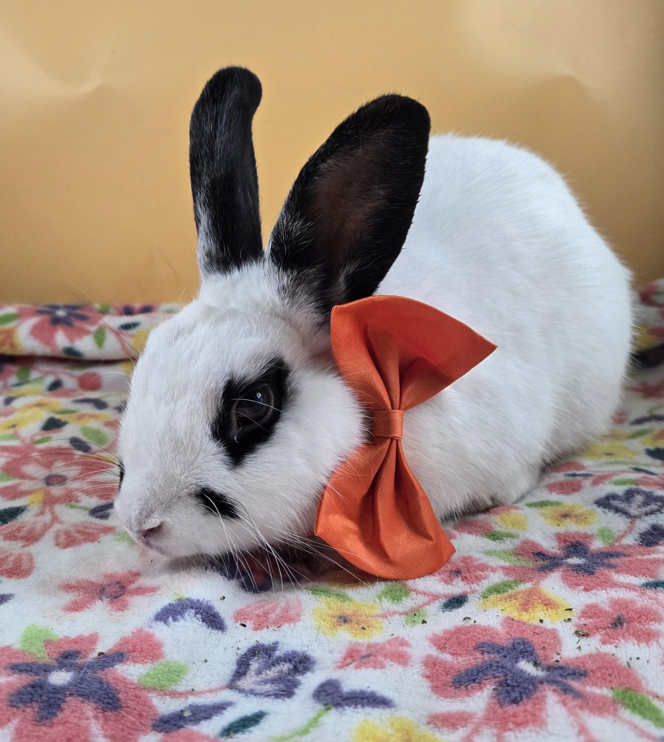 Poe, a Adoptable mixed breed in San Antonio, TX image 3/4