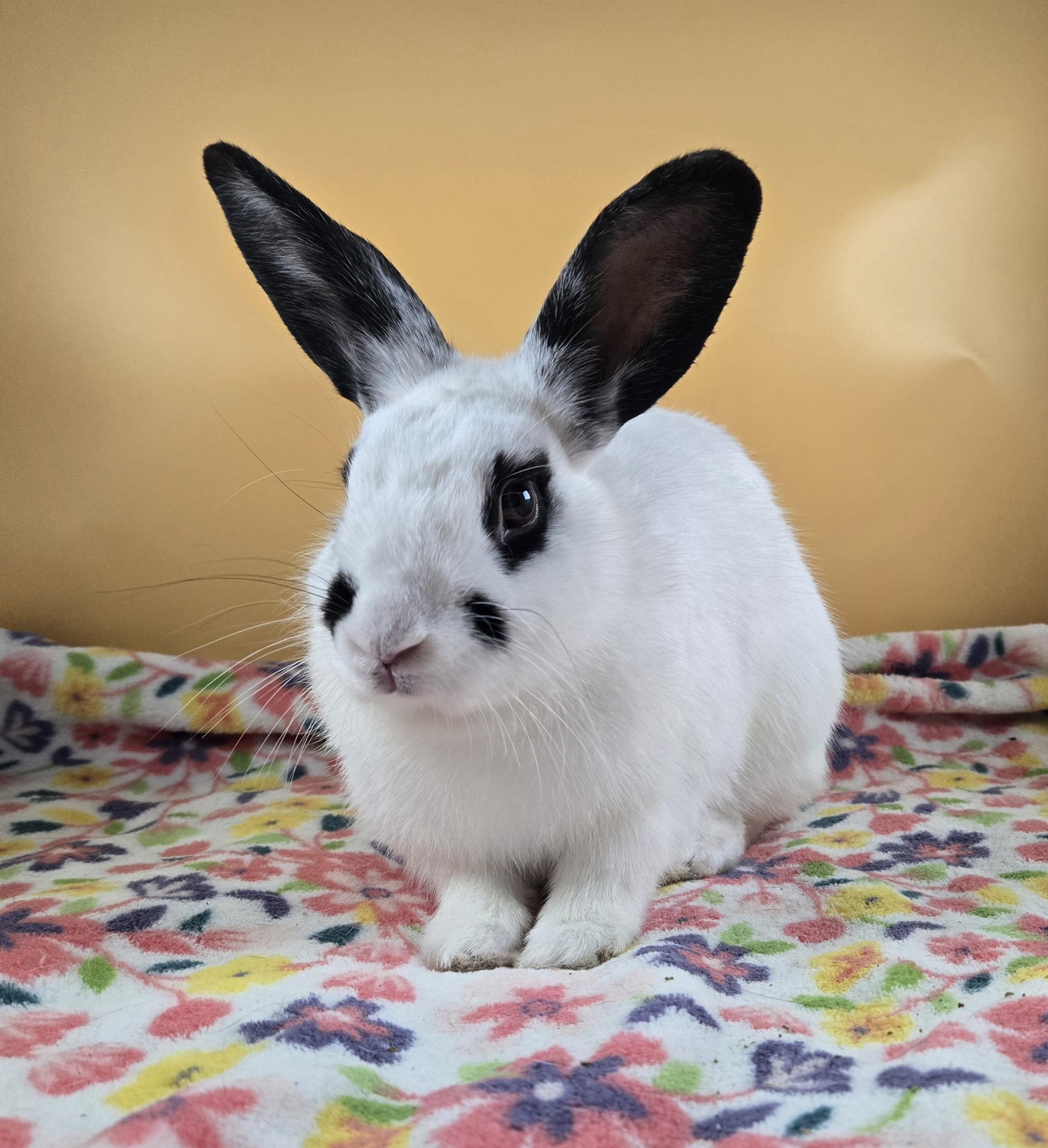 Poe, a Adoptable mixed breed in San Antonio, TX image 4/4