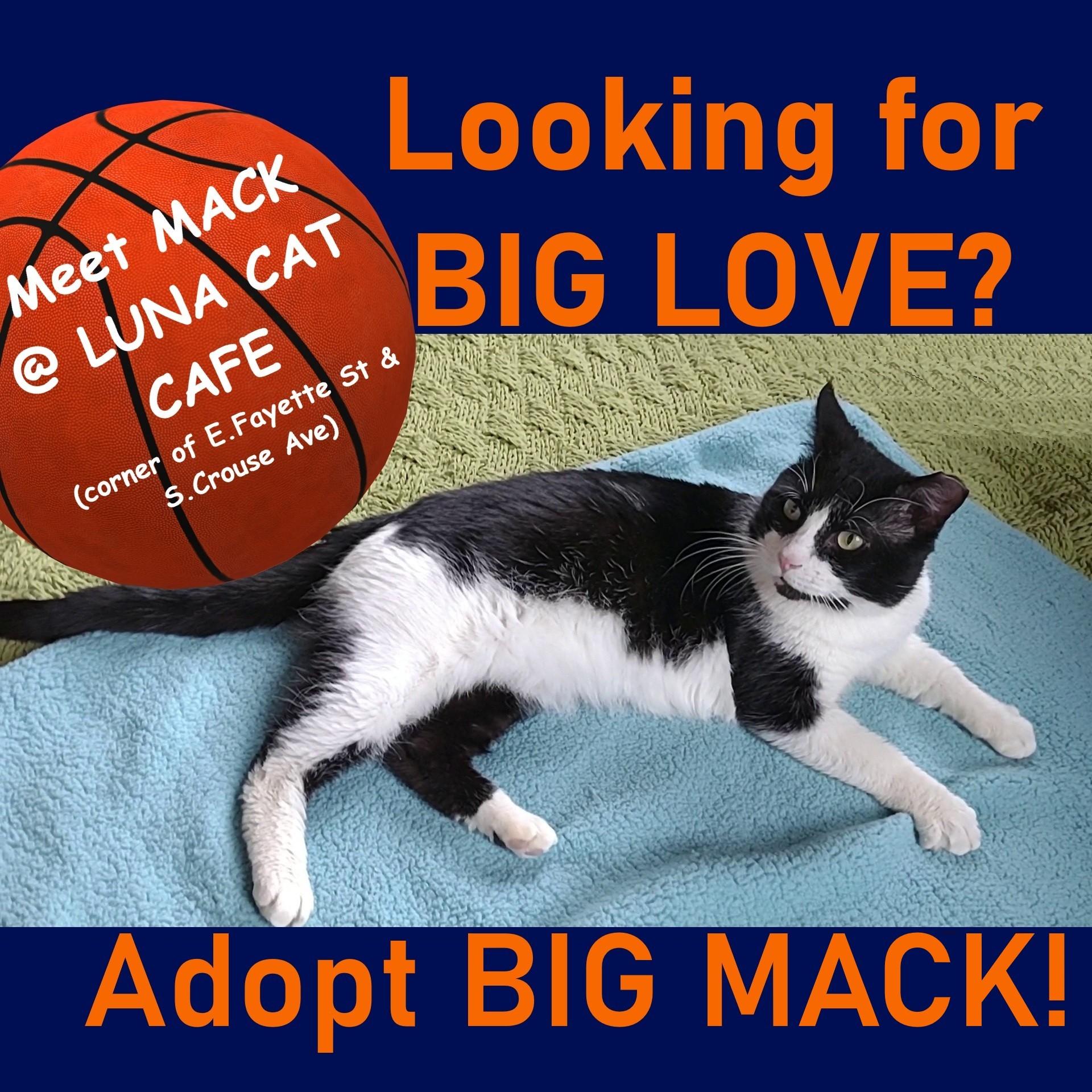 Big Mack, a Adoptable Domestic Short Hair in Syracuse, NY image 1/6