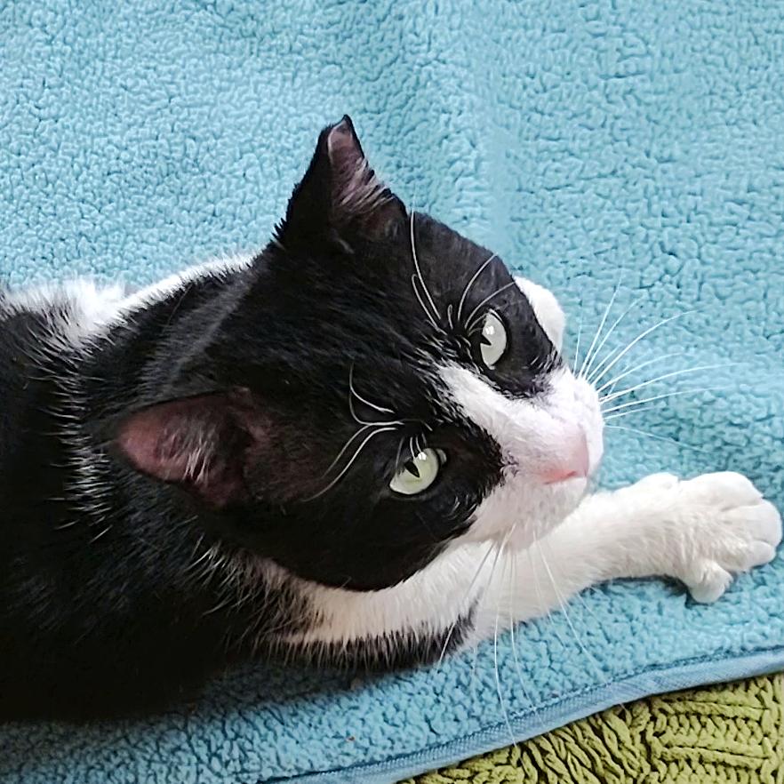Big Mack, a Adoptable Domestic Short Hair in Syracuse, NY image 3/6