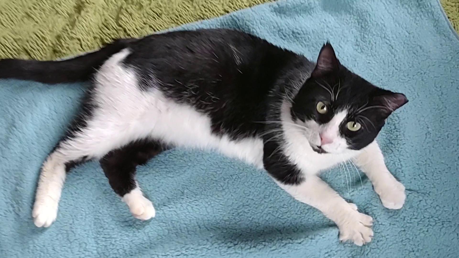 Big Mack, a Adoptable Domestic Short Hair in Syracuse, NY image 6/6