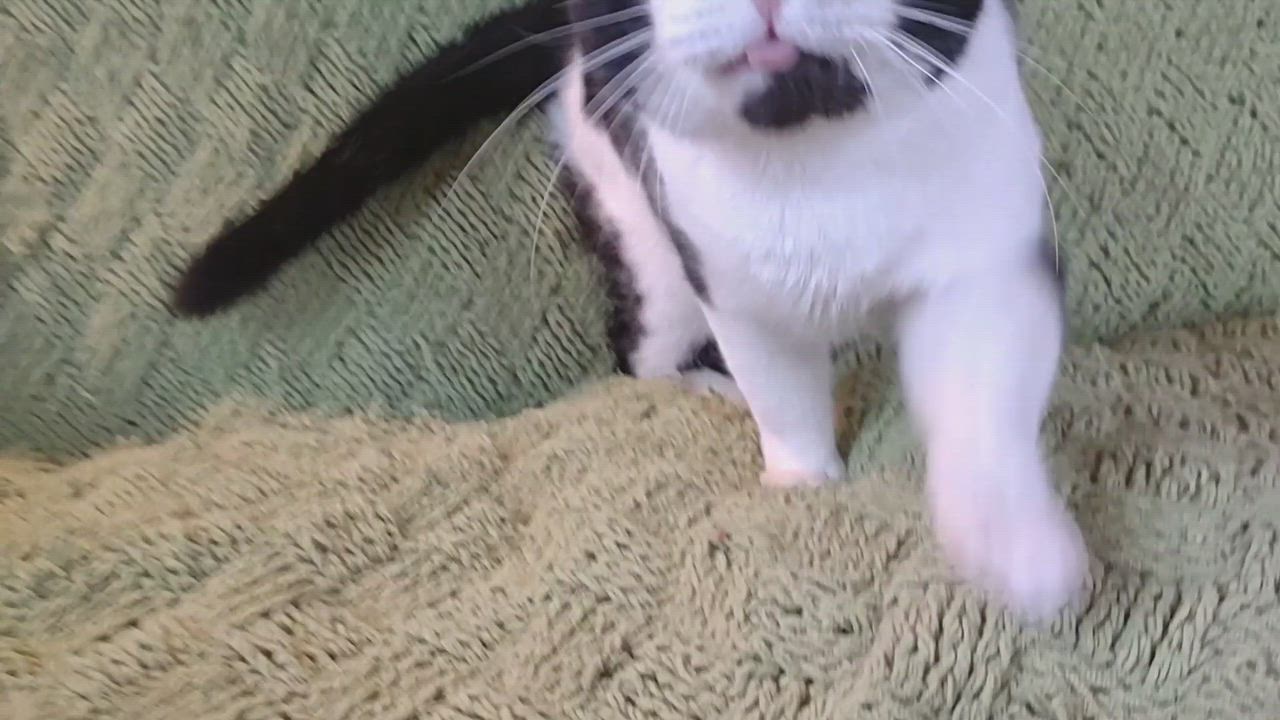 Enlarge Big Mack, a Adoptable Domestic Short Hair in Syracuse, NY video 5/6