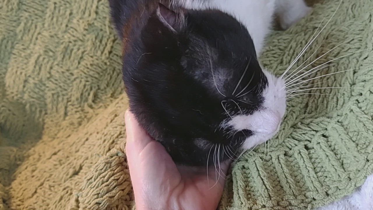 Enlarge Big Mack, a Adoptable Domestic Short Hair in Syracuse, NY video 4/6
