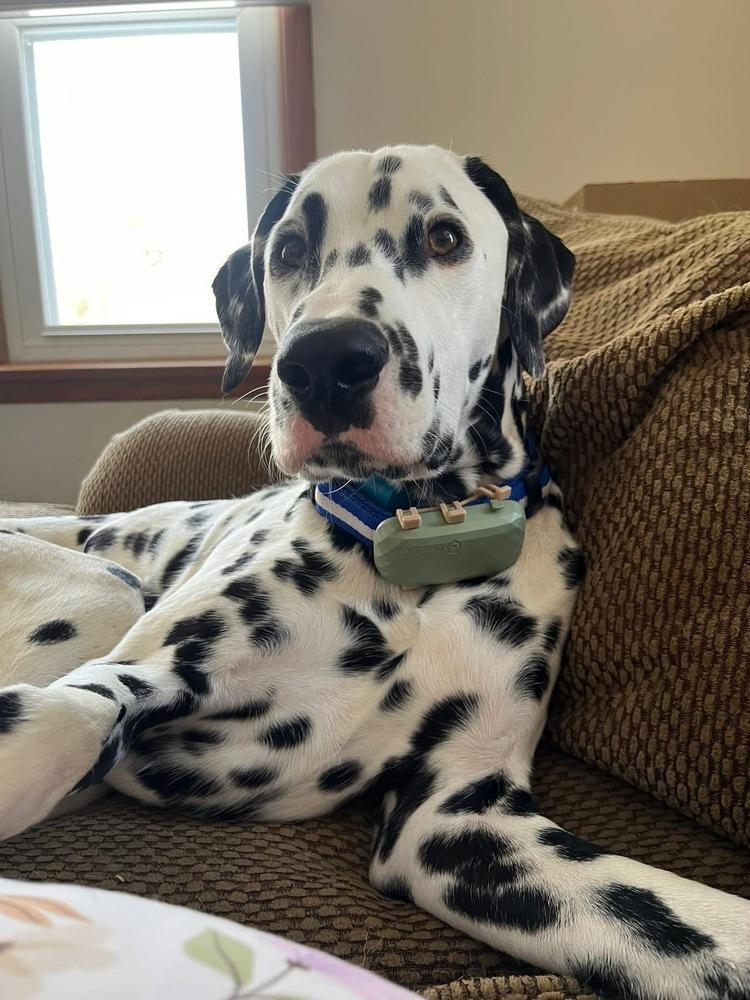 Enlarge Creed, a Adoptable Dalmatian in Grove City, OH image 1/3