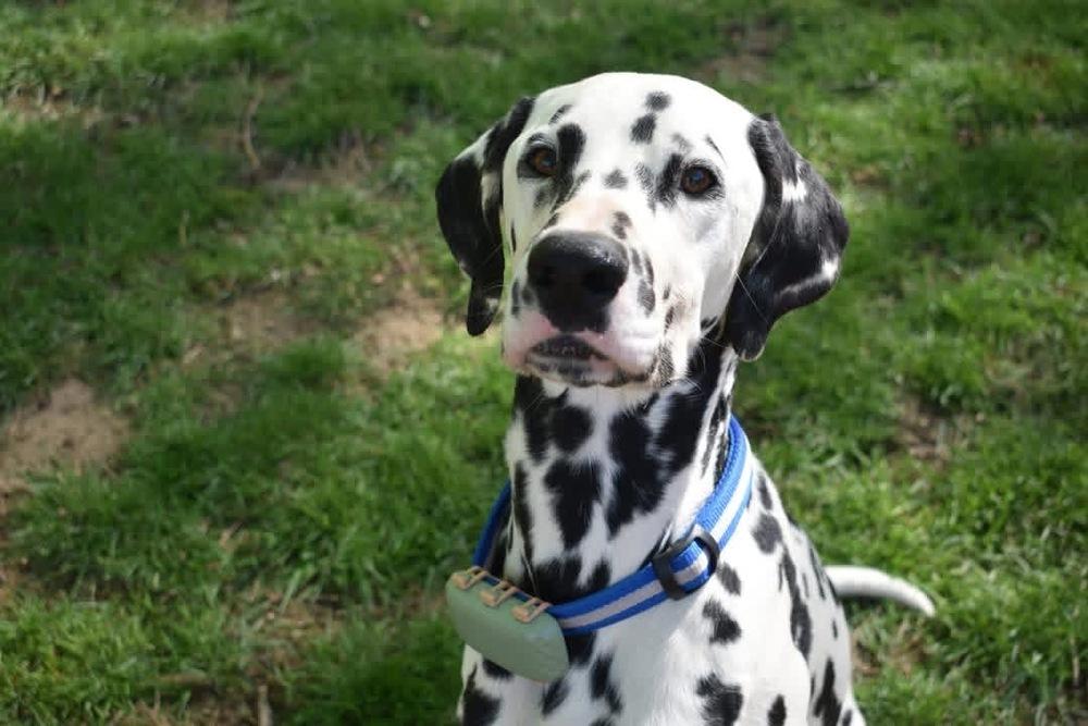 Enlarge Creed, a Adoptable Dalmatian in Grove City, OH image 2/3