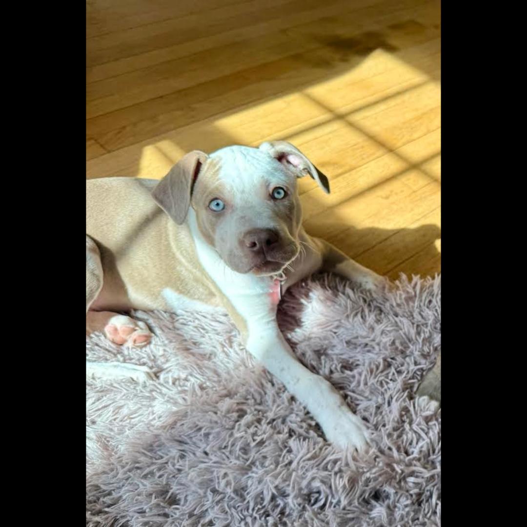 Wayne, a Adoptable mixed breed in Midlothian, VA image 6/6