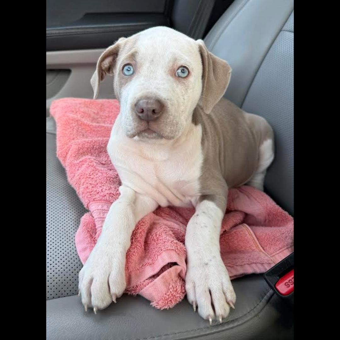 Wayne, a Adoptable mixed breed in Midlothian, VA image 2/6