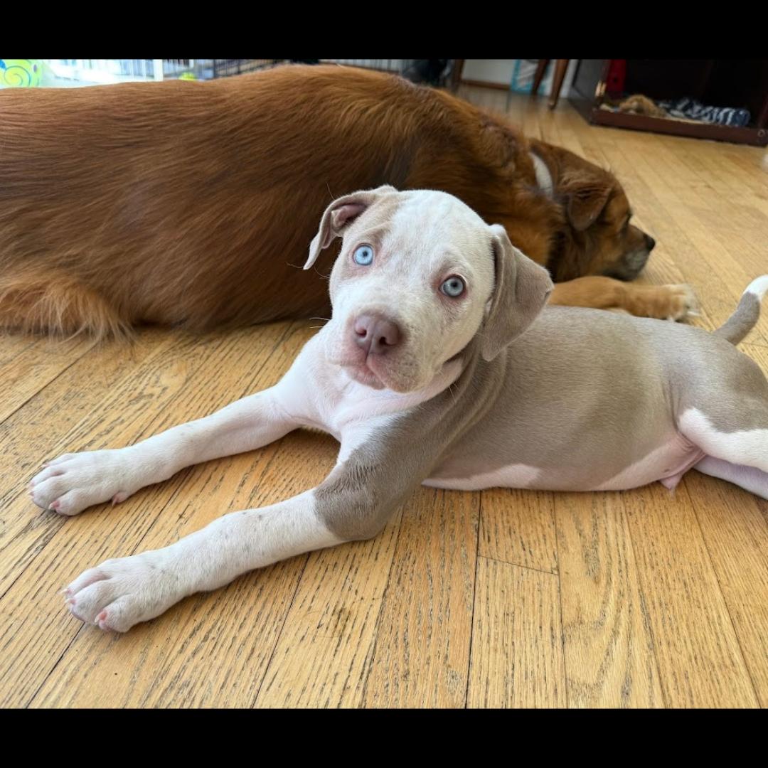 Wayne, a Adoptable mixed breed in Midlothian, VA image 3/6