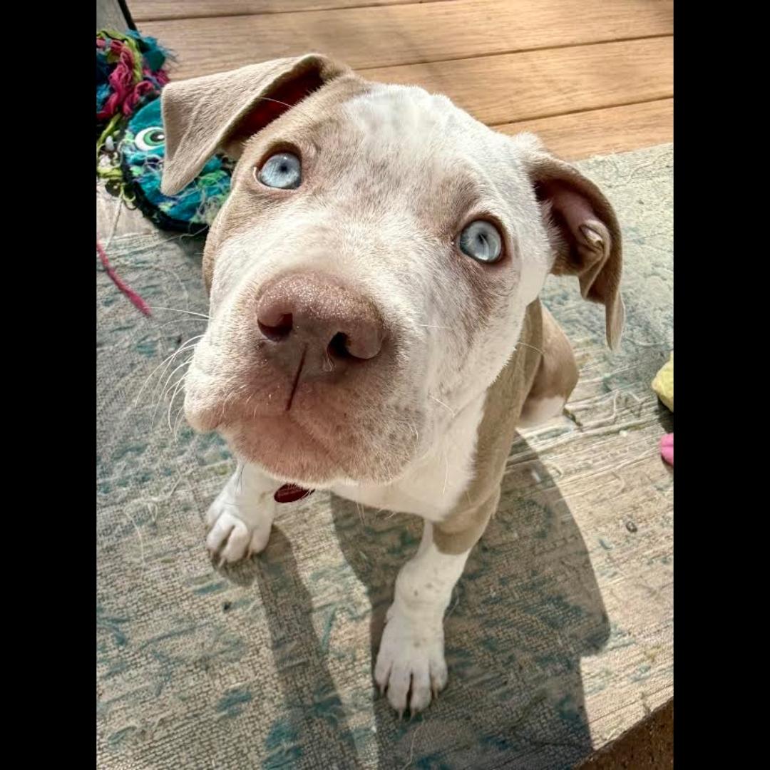 Wayne, Adoptable, Puppy Male American Staffordshire Terrier.
