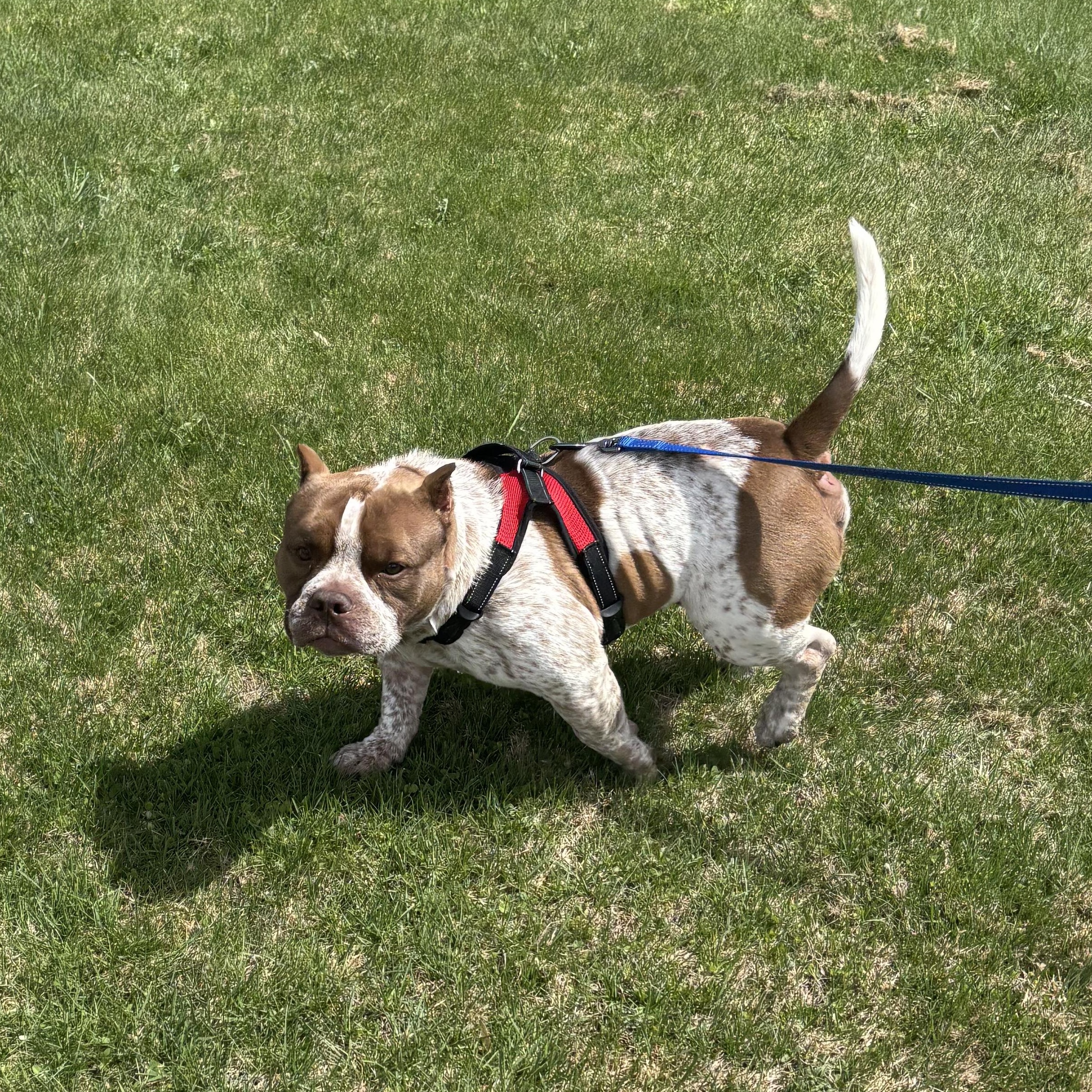 Enlarge Rubble, a ADOPTABLE mixed breed in Somers, CT image 2/5