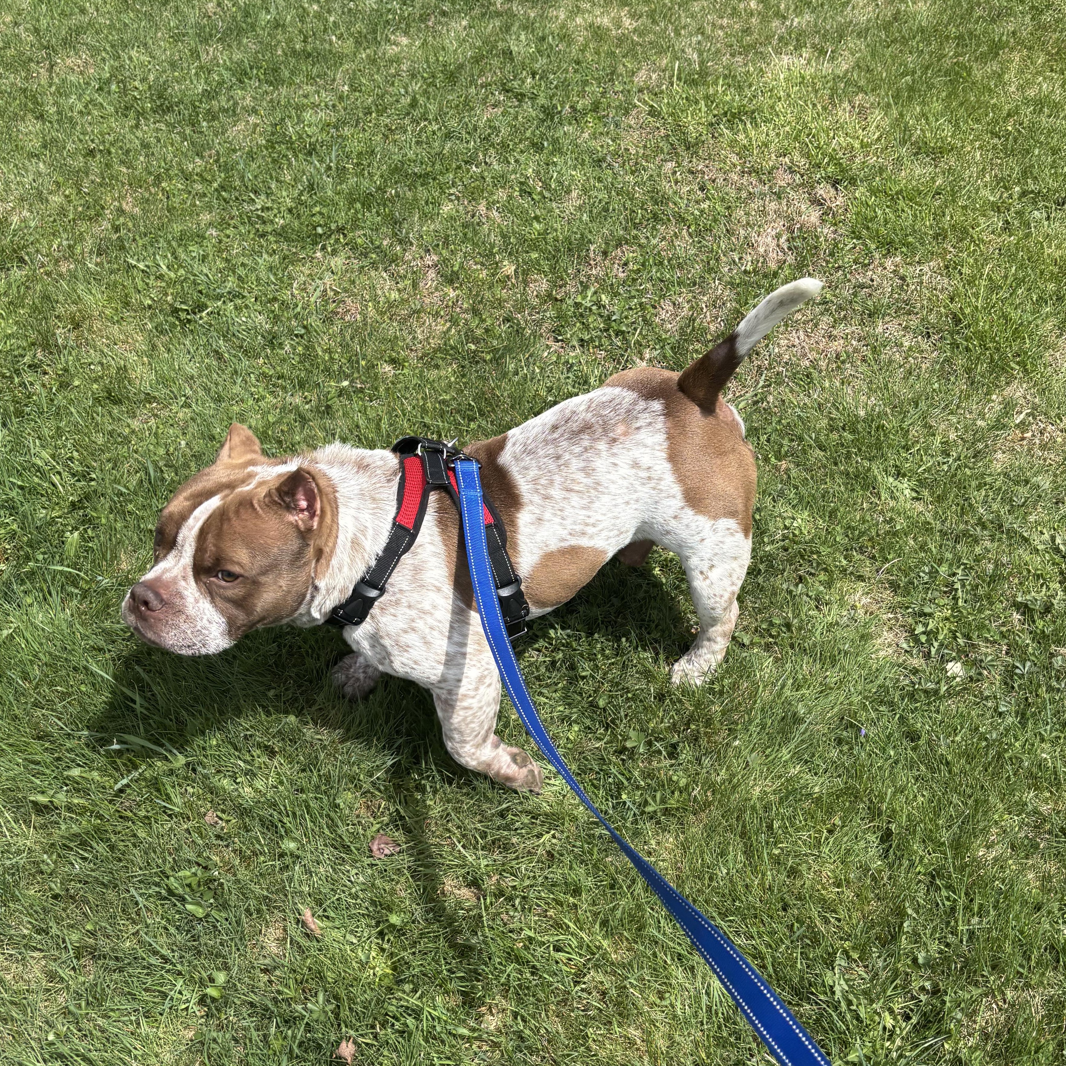 Enlarge Rubble, a ADOPTABLE mixed breed in Somers, CT image 4/5