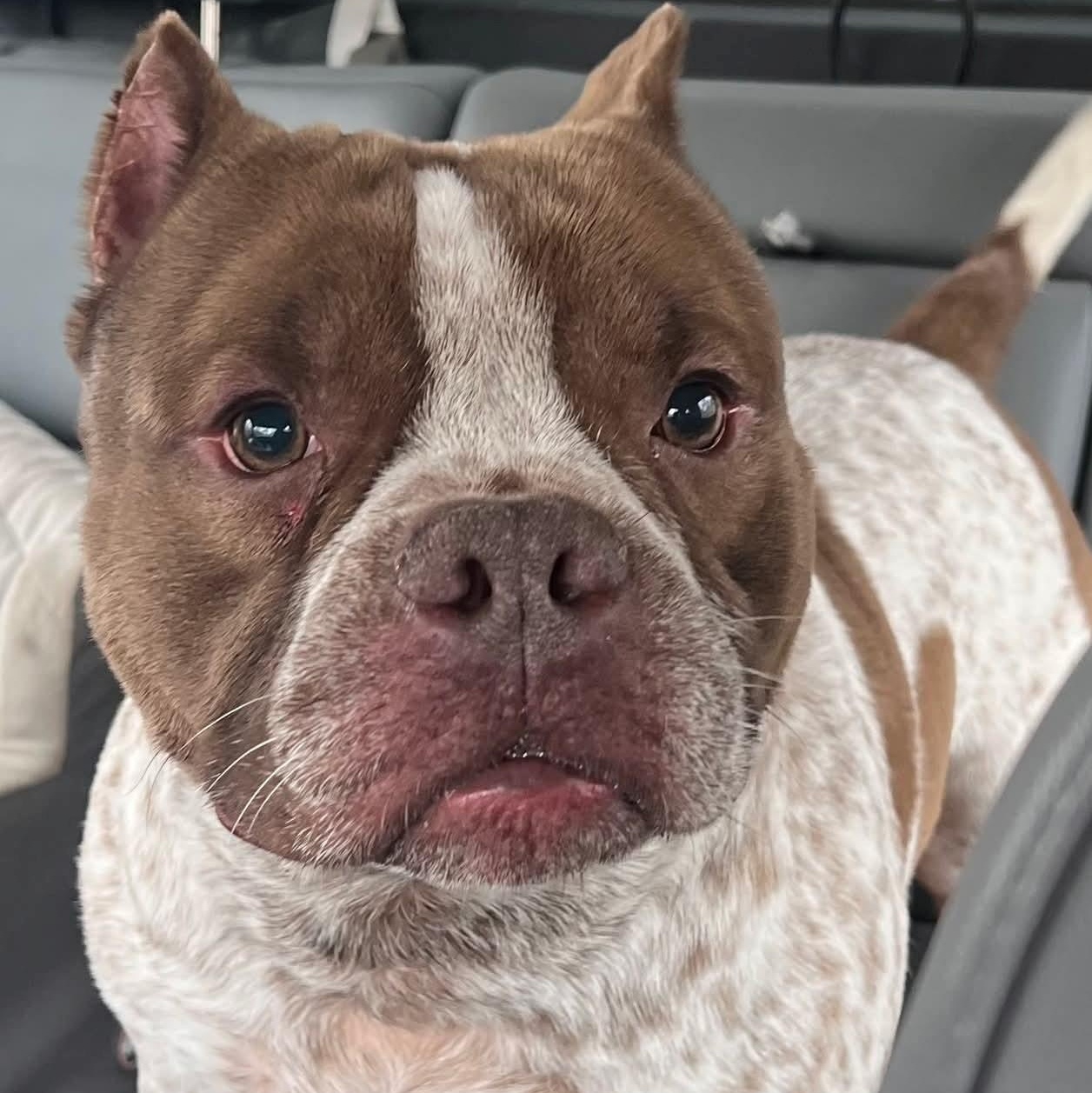 Enlarge Rubble, a ADOPTABLE mixed breed in Somers, CT image 1/5