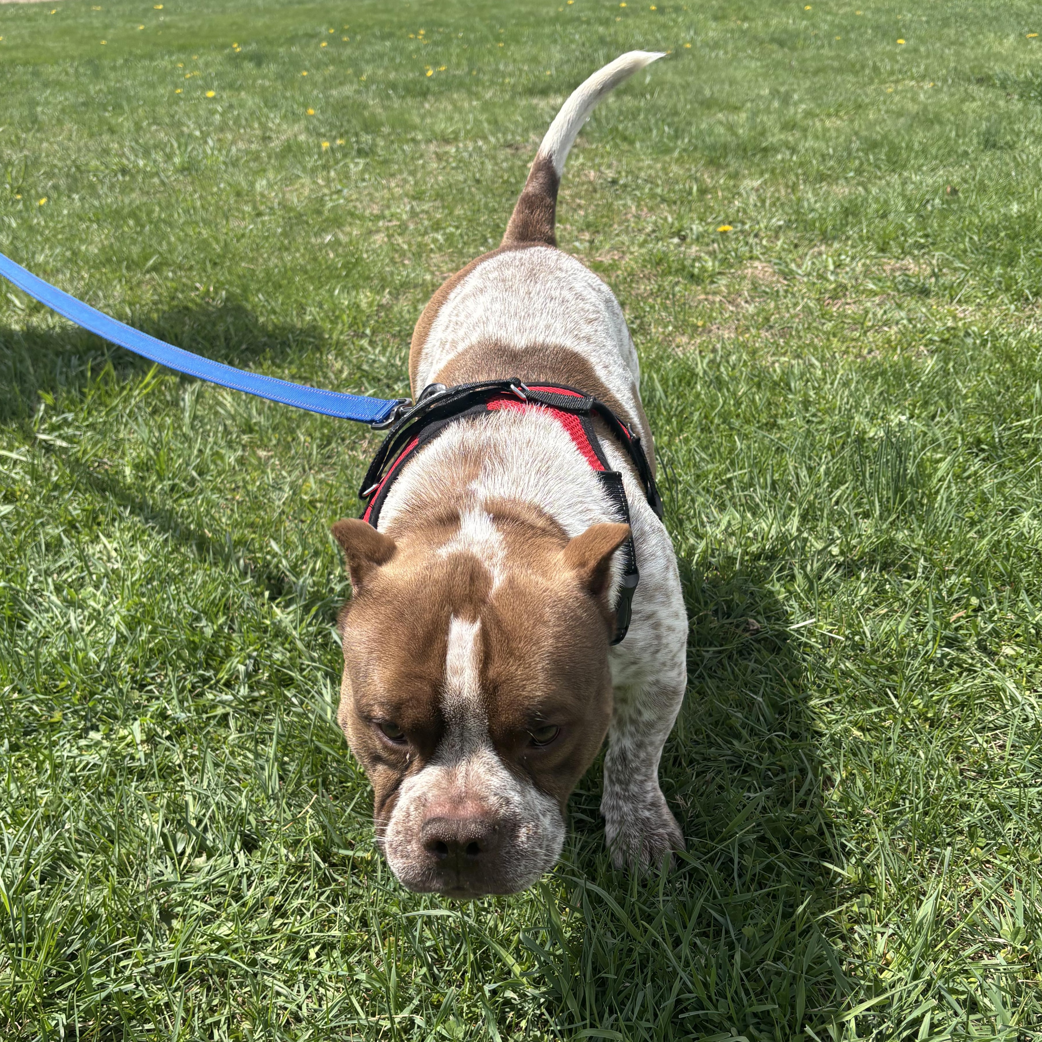 Enlarge Rubble, a ADOPTABLE mixed breed in Somers, CT image 3/5