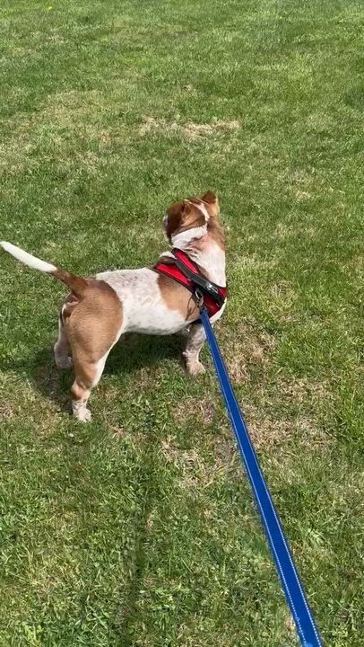 Enlarge Rubble, a ADOPTABLE mixed breed in Somers, CT video 5/5