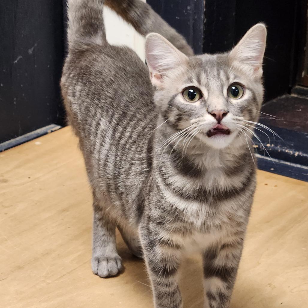 Willow K46398, Adoptable, Young Female Domestic Short Hair.