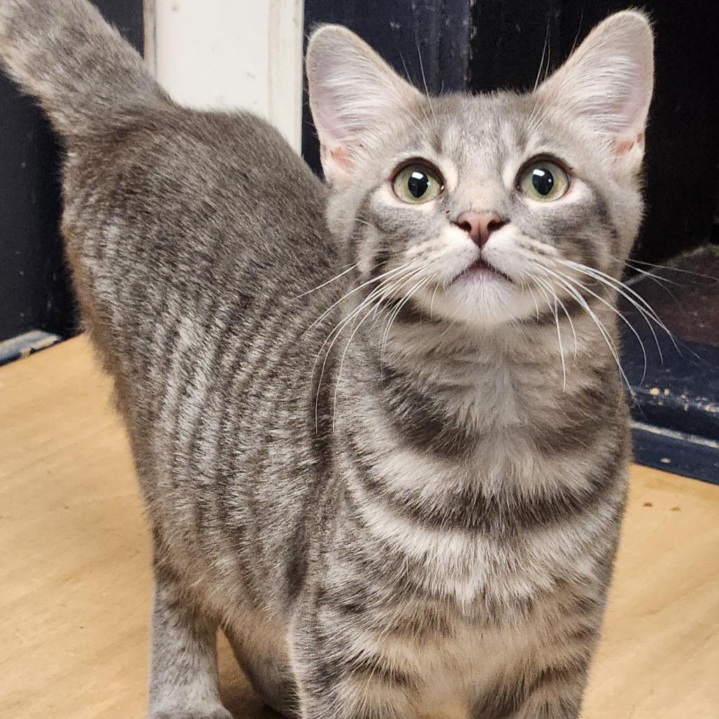 Enlarge Willow K46398, a Adoptable Domestic Short Hair in Corsicana, TX image 2/2