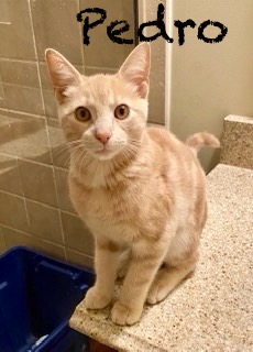 Pedro