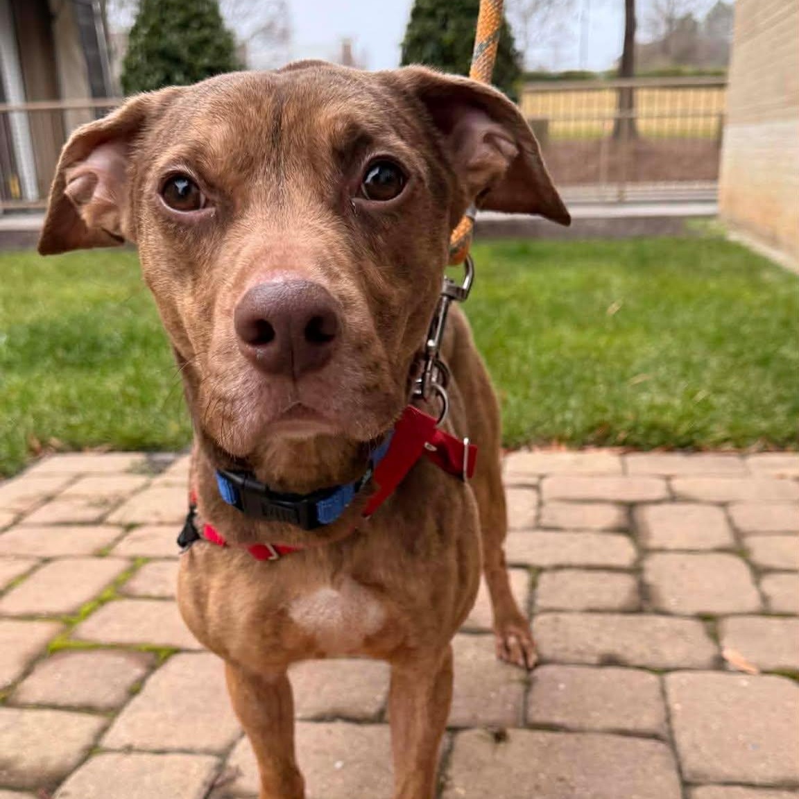 Boone, Adoptable, Adult Male Pit Bull Terrier & Treeing Walker Coonhound.