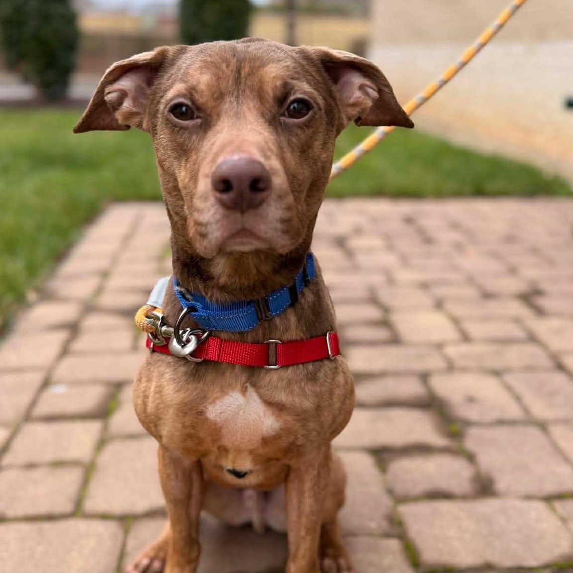 Boone, Adoptable, Adult Male Pit Bull Terrier & Treeing Walker Coonhound.