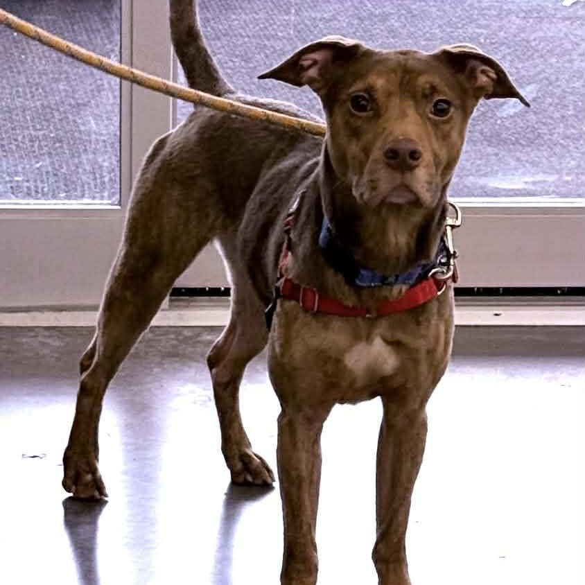 Boone, a Adoptable mixed breed in Kannapolis, NC image 3/5