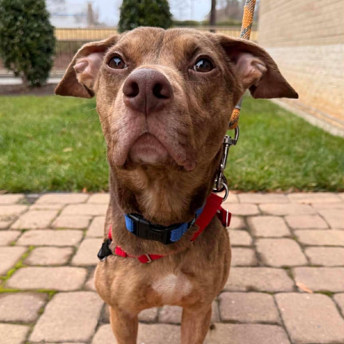 Boone, a Adoptable mixed breed in Kannapolis, NC image 4/5