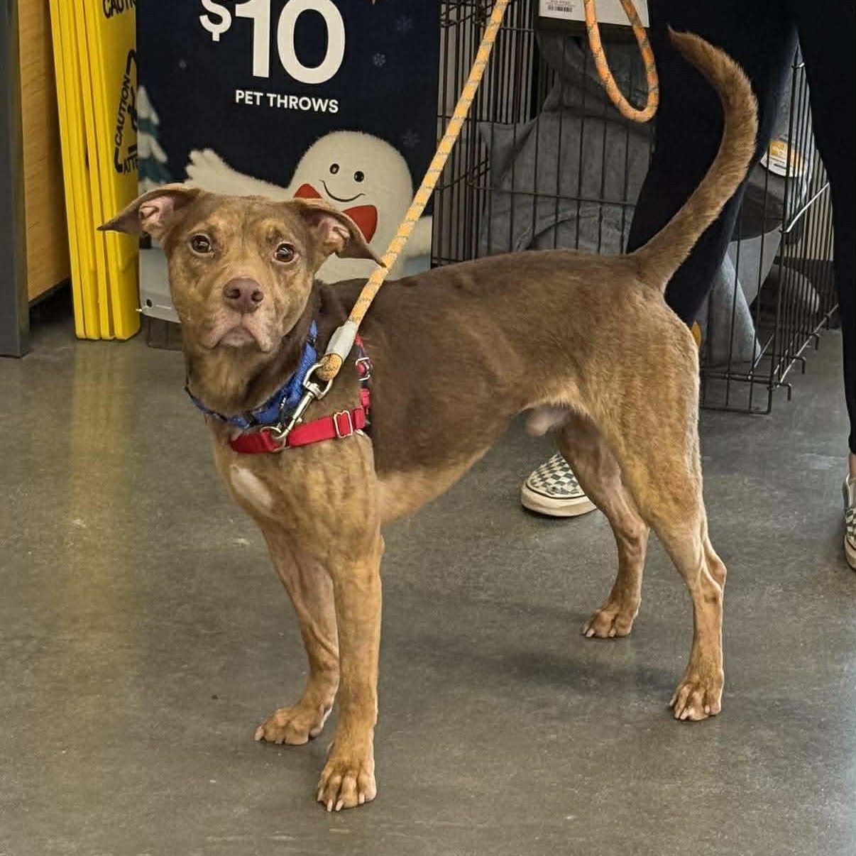 Boone, Adoptable, Adult Male Pit Bull Terrier & Treeing Walker Coonhound.