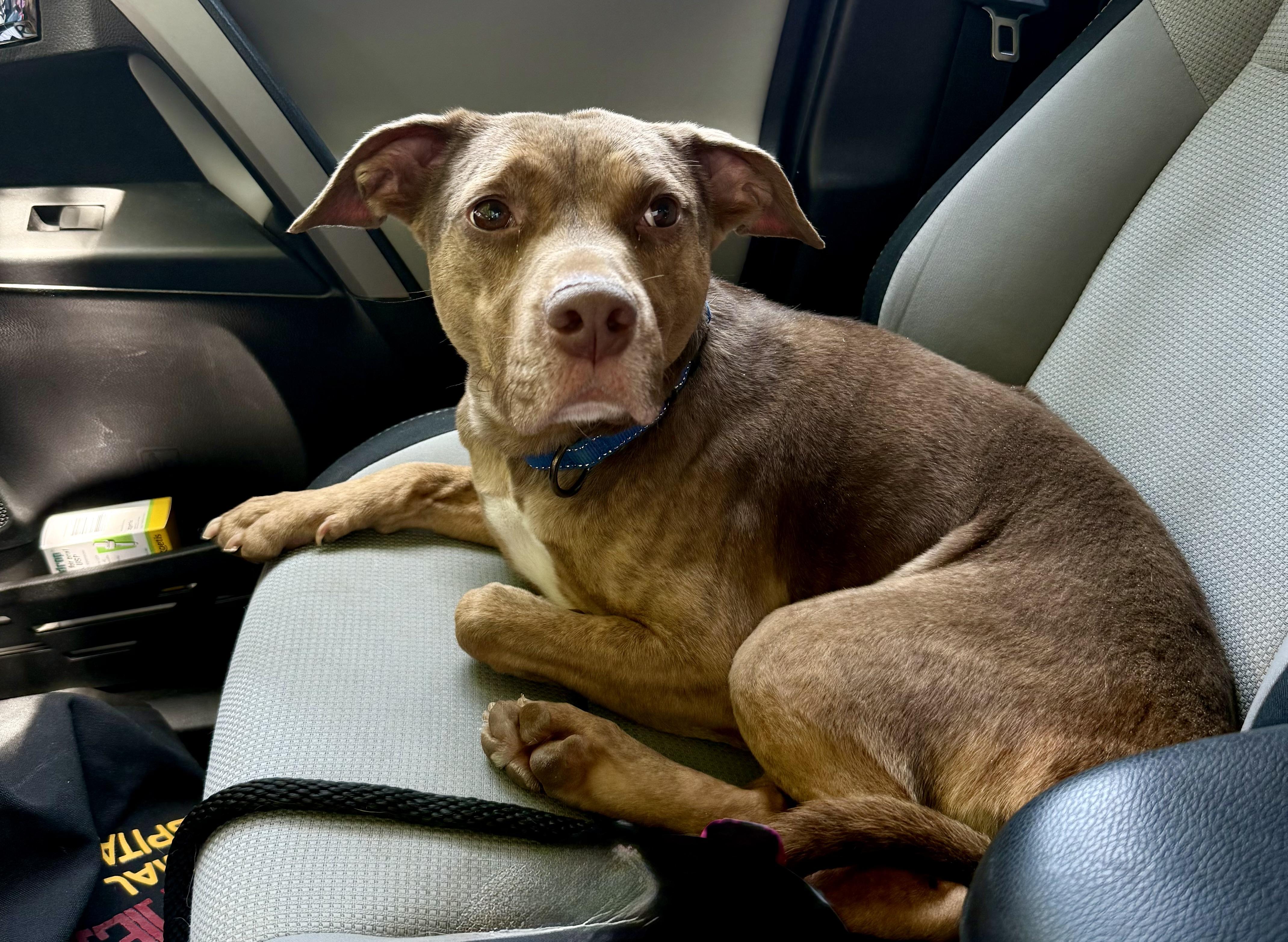 Boone, Adoptable, Adult Male Pit Bull Terrier & Treeing Walker Coonhound.