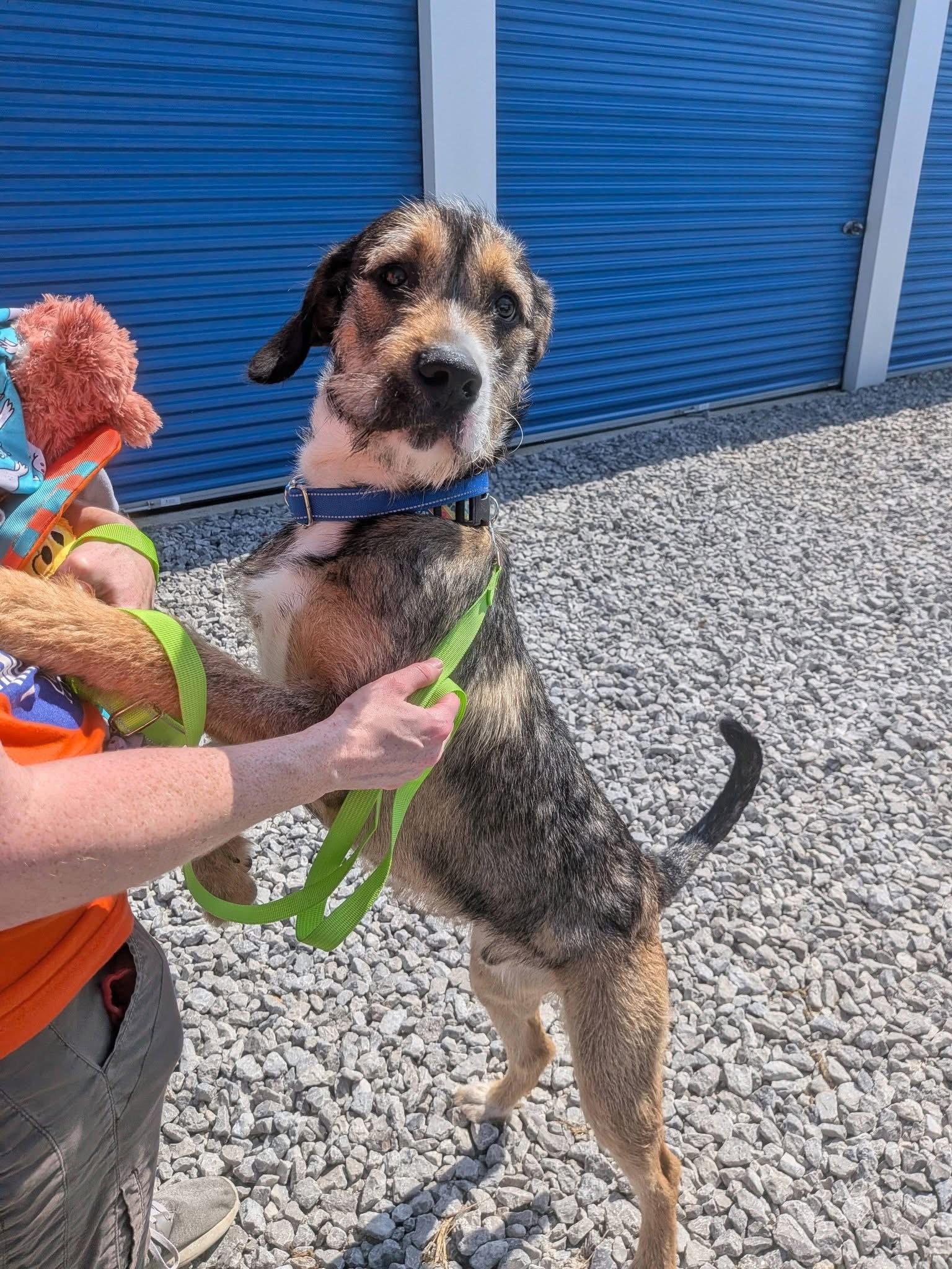 Enlarge Tramp, a Adoptable Airedale Terrier in Cincinnati, OH image 1/3