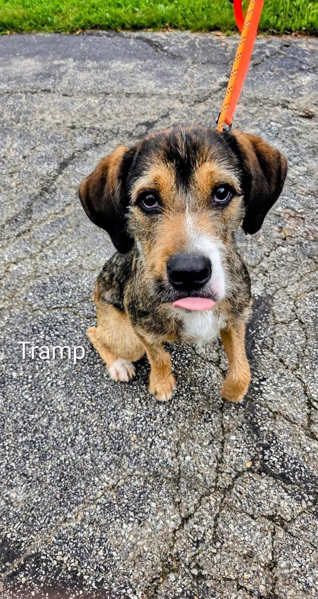 Enlarge Tramp, a Adoptable Airedale Terrier in Cincinnati, OH image 2/3