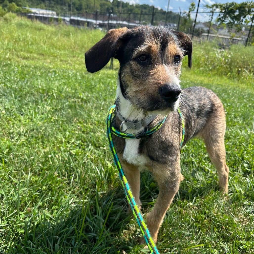 Enlarge Tramp, a Adoptable Airedale Terrier in Cincinnati, OH image 3/3