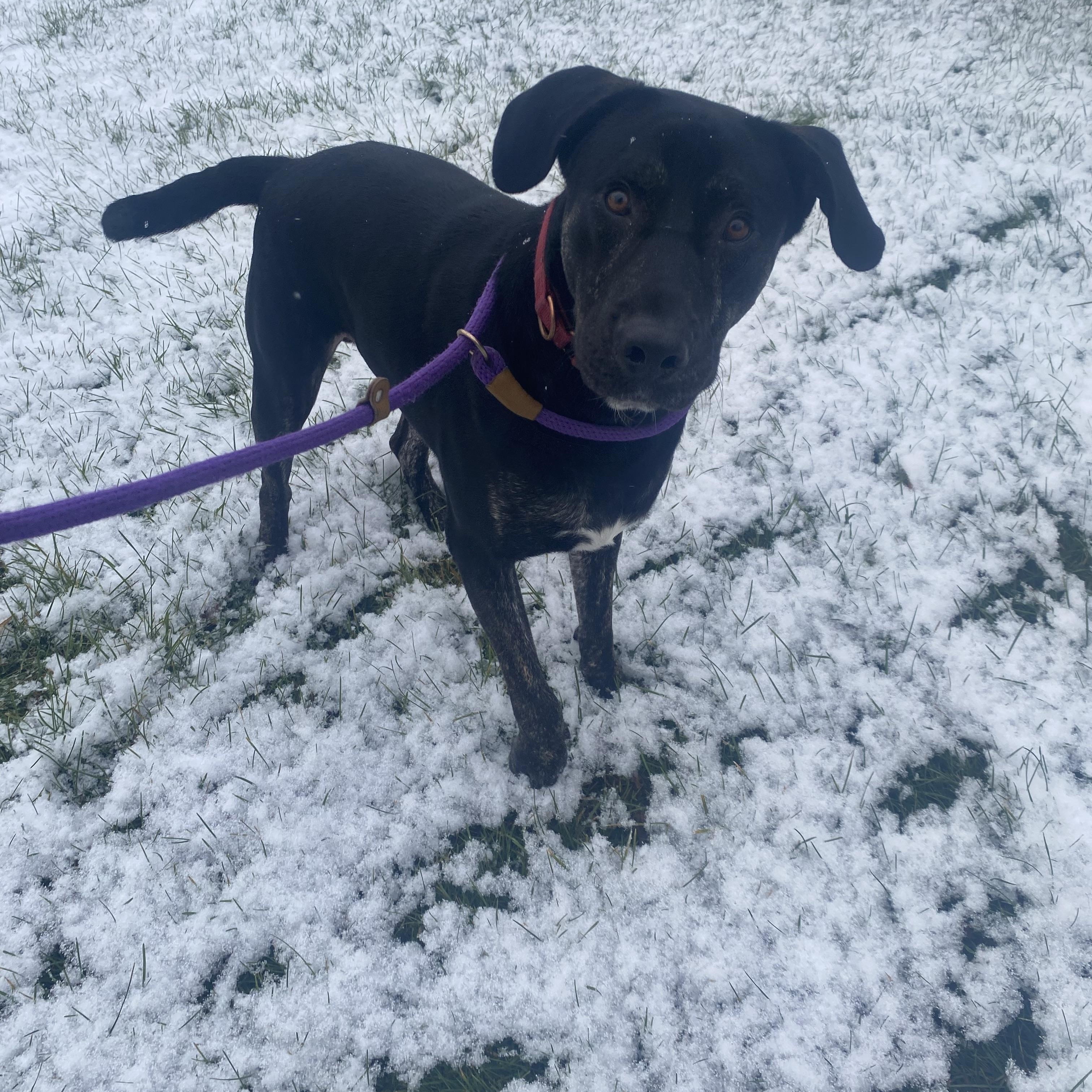 Enlarge Perry, a Adoptable mixed breed in Naperville, IL image 2/4