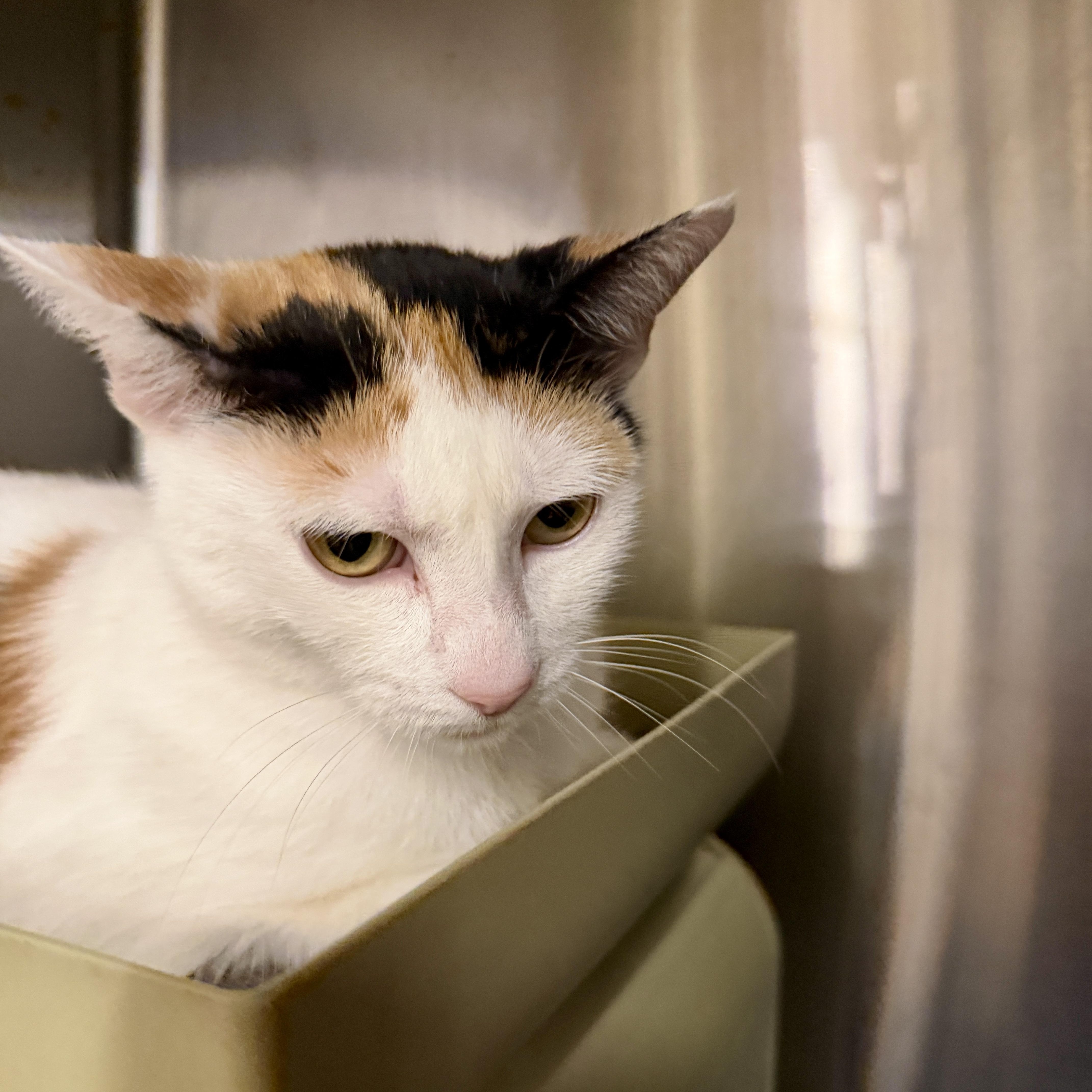 Enlarge Xylia, a Adopted Domestic Short Hair in Clearwater, FL image 4/4