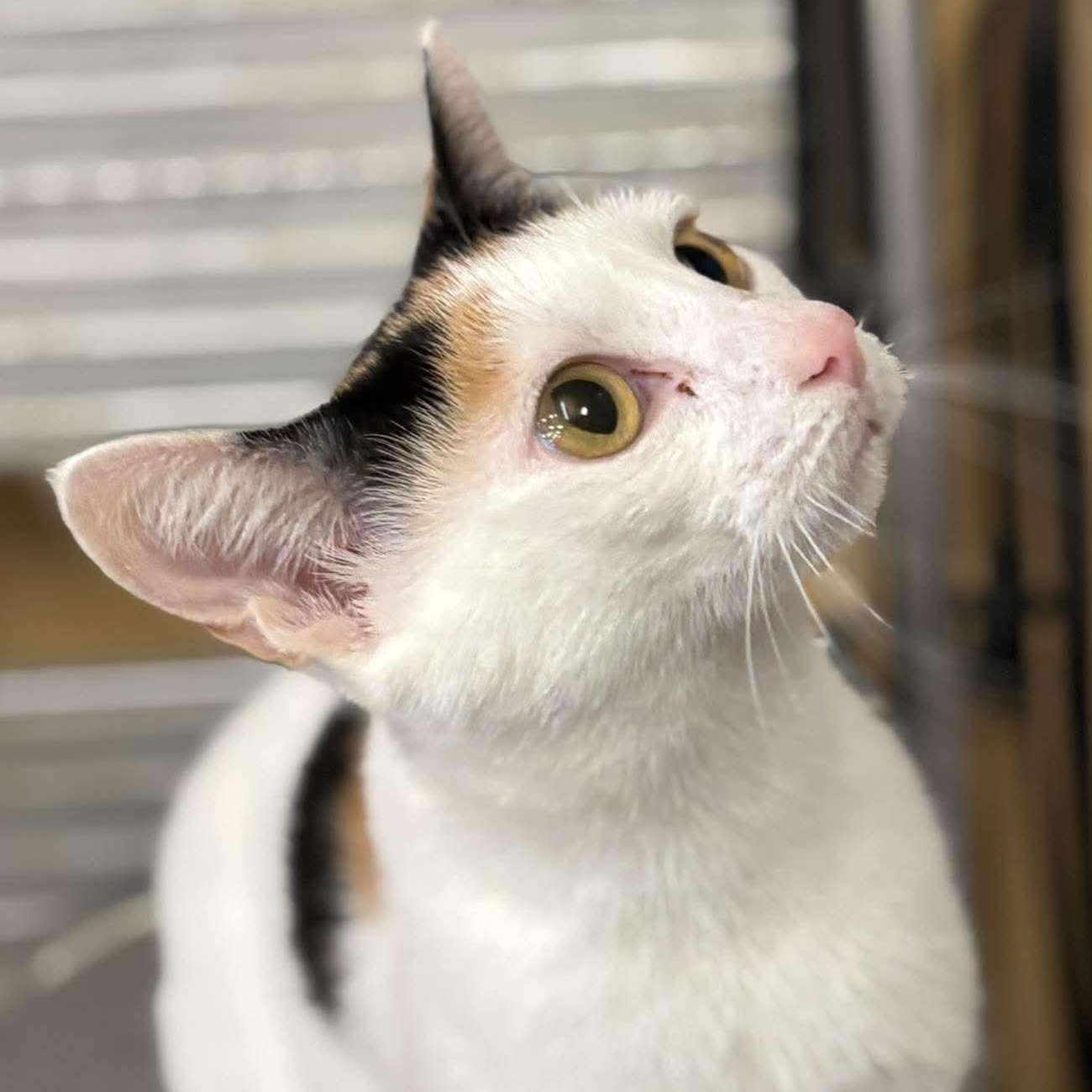Enlarge Xylia, a Adopted Domestic Short Hair in Clearwater, FL image 3/4