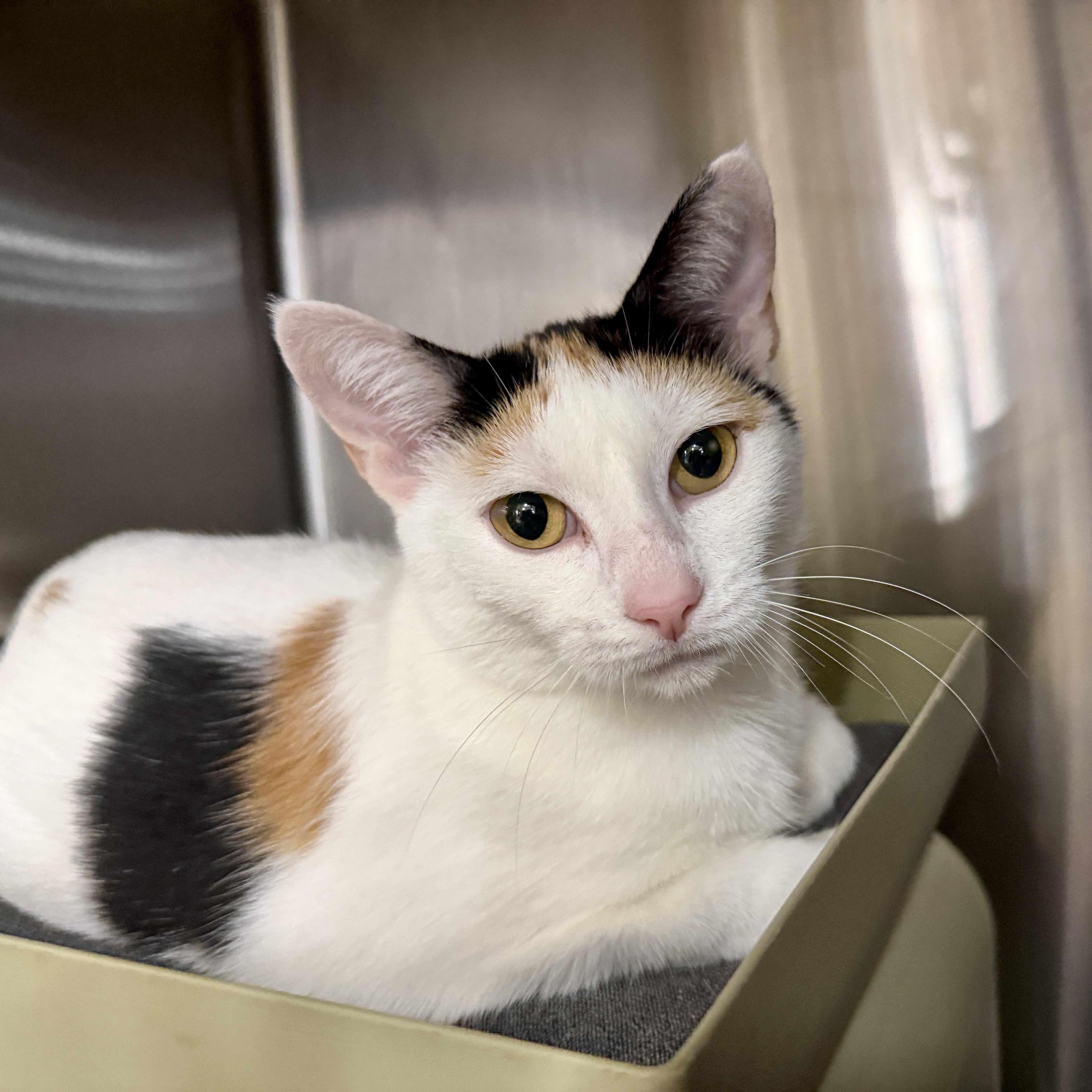 Enlarge Xylia, a Adopted Domestic Short Hair in Clearwater, FL image 2/4