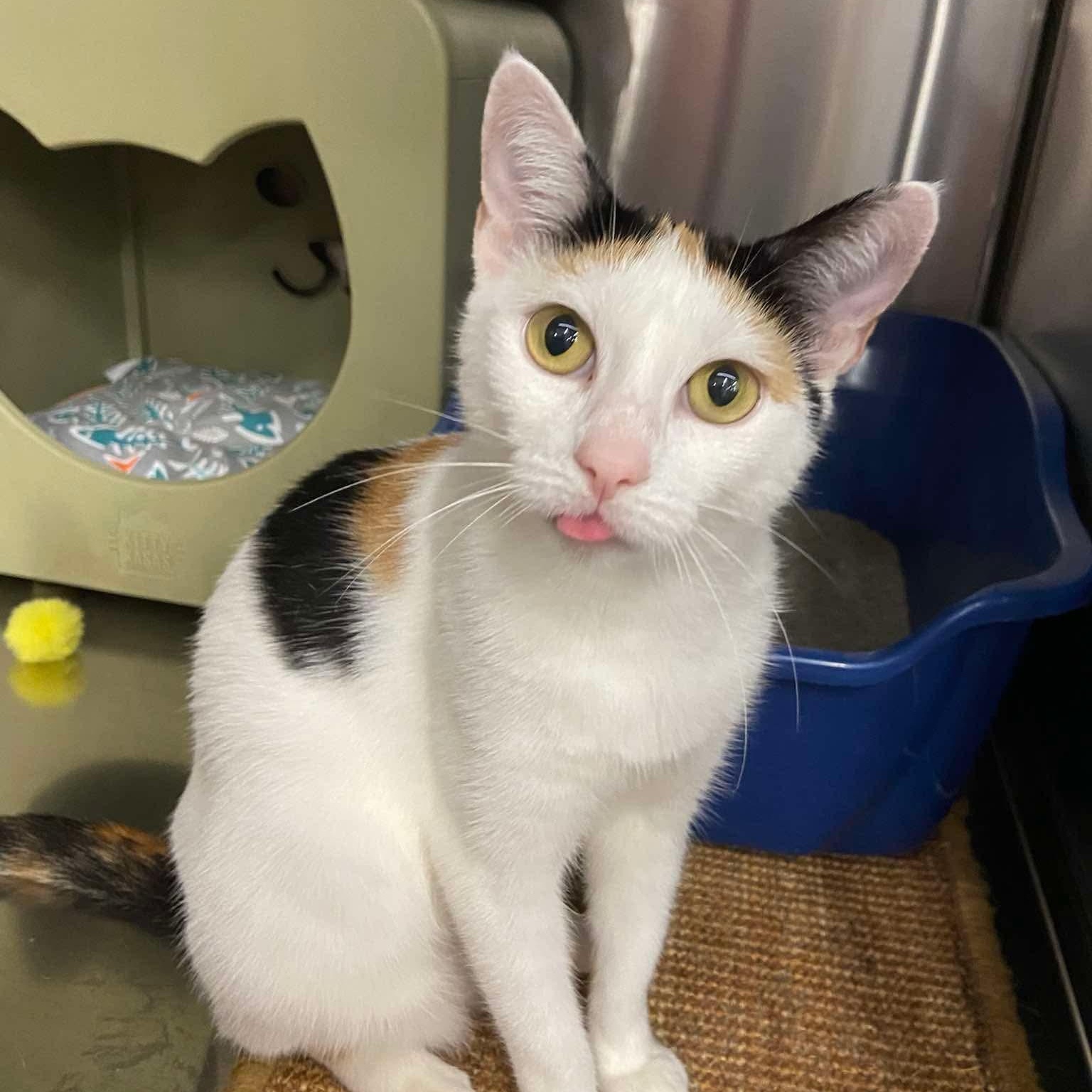 Xylia, Adopted, Young Female Domestic Short Hair.