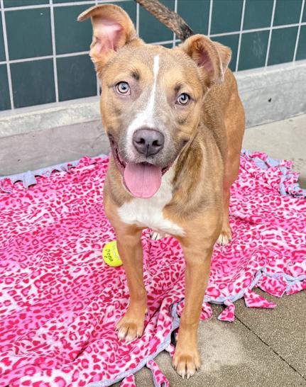 Enlarge Phoebe, a Adoptable Pit Bull Terrier in San Diego, CA image 1/2
