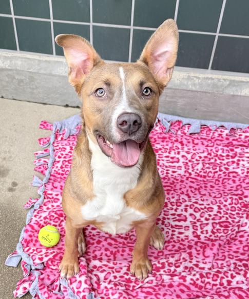 Enlarge Phoebe, a Adoptable Pit Bull Terrier in San Diego, CA image 2/2