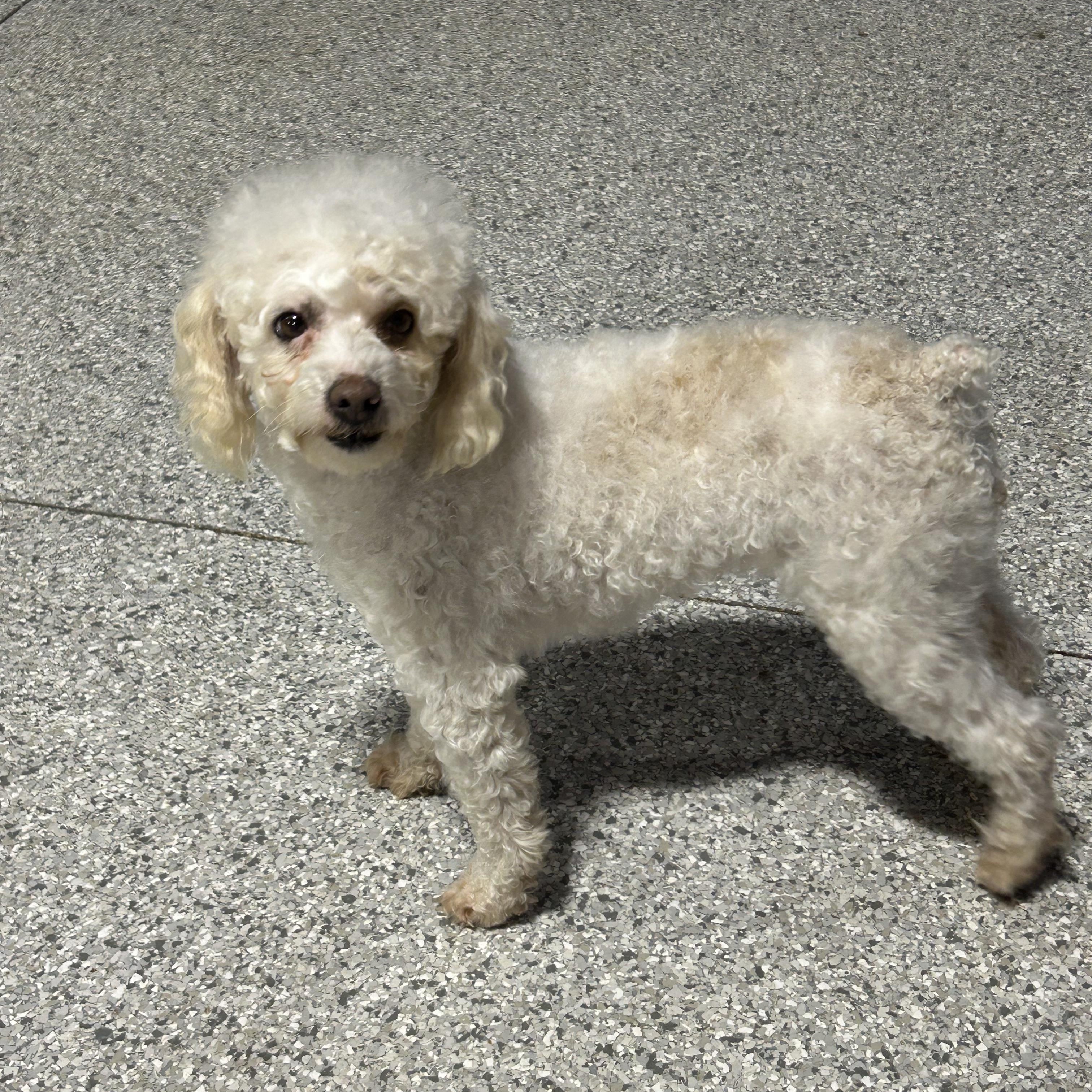 Enlarge Sedonna. Friendly lady , a Adoptable Miniature Poodle in Antwerp, OH image 1/3