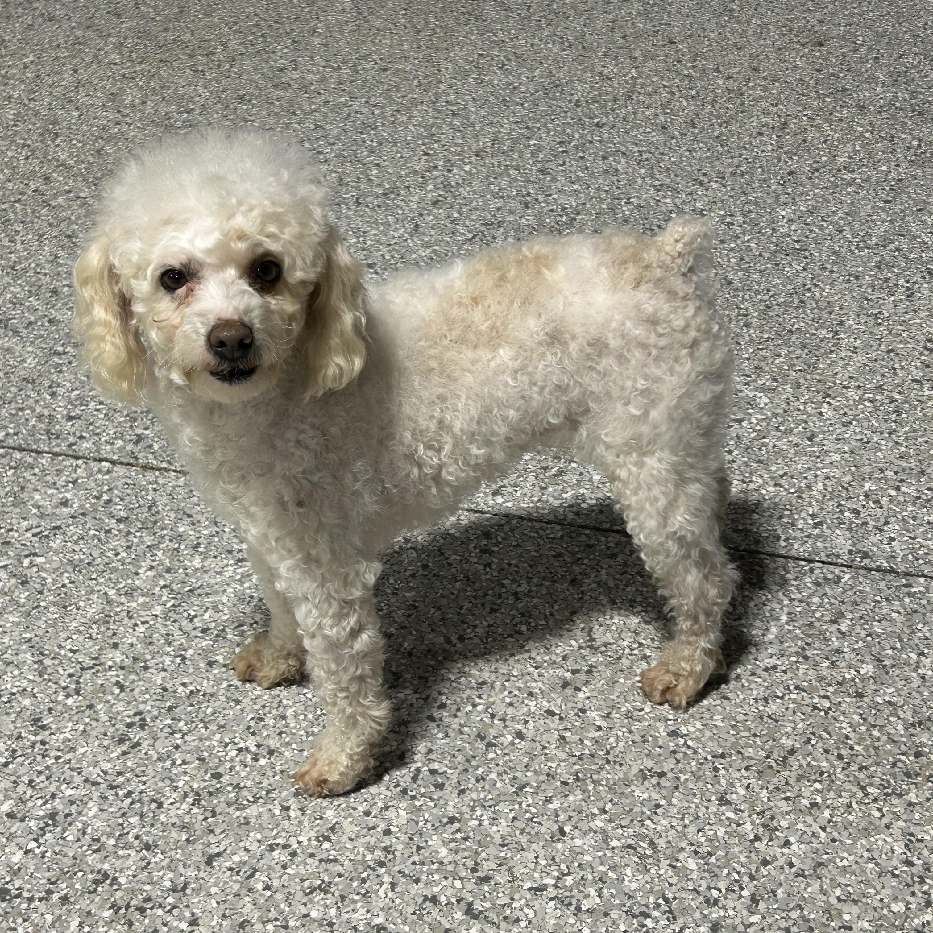 Enlarge Sedonna. Friendly lady , a Adoptable Miniature Poodle in Antwerp, OH image 3/3