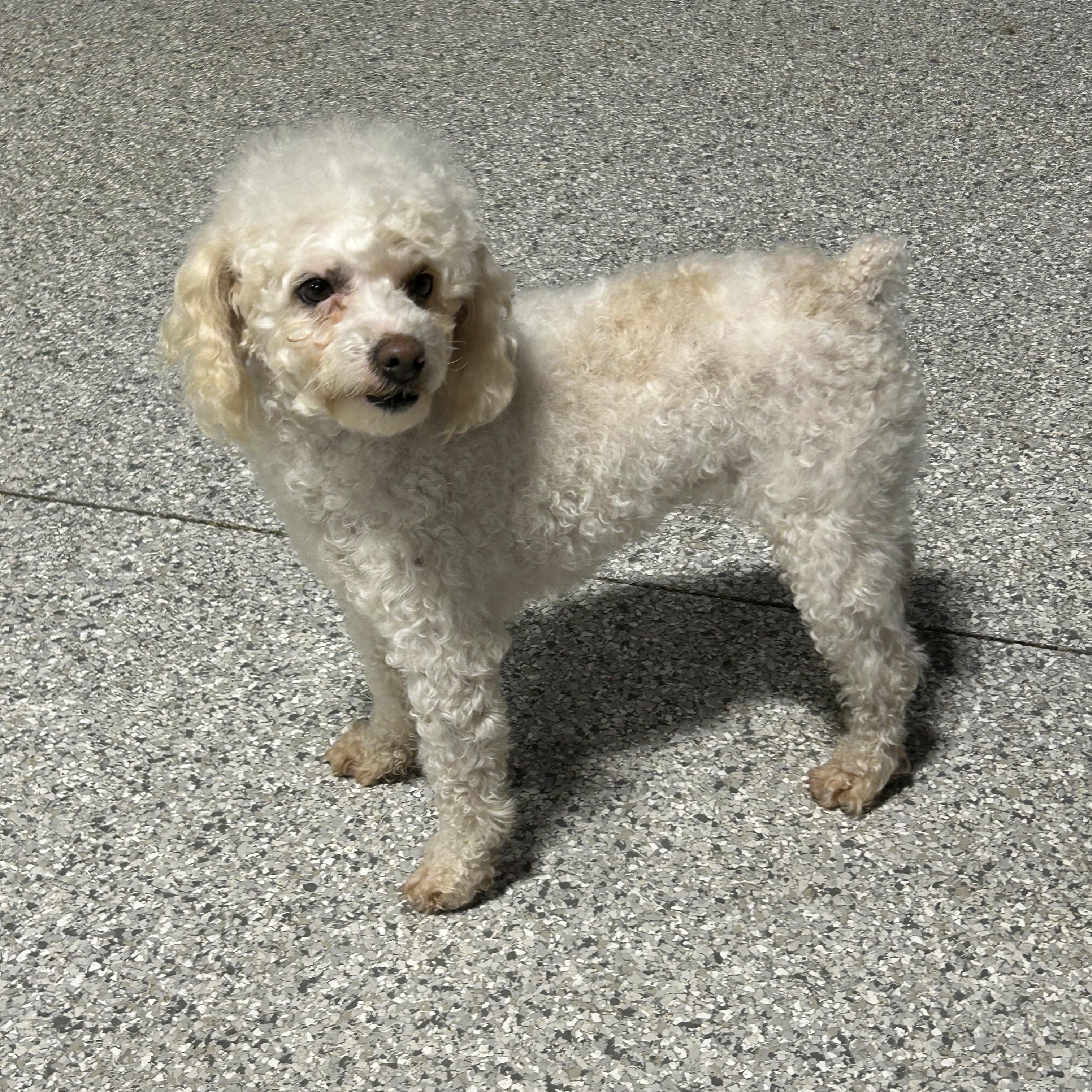 Enlarge Sedonna. Friendly lady , a Adoptable Miniature Poodle in Antwerp, OH image 2/3