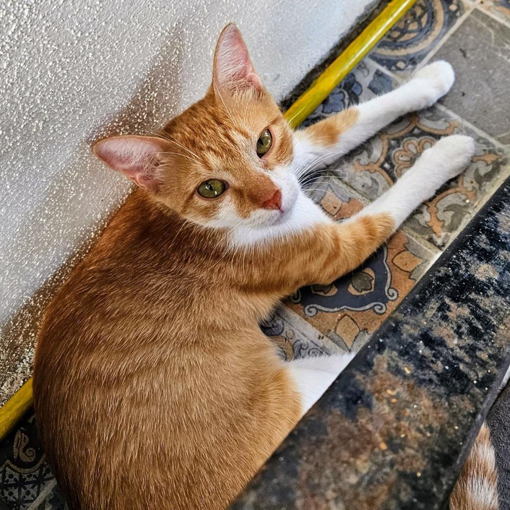 Iris — thumbnail 4