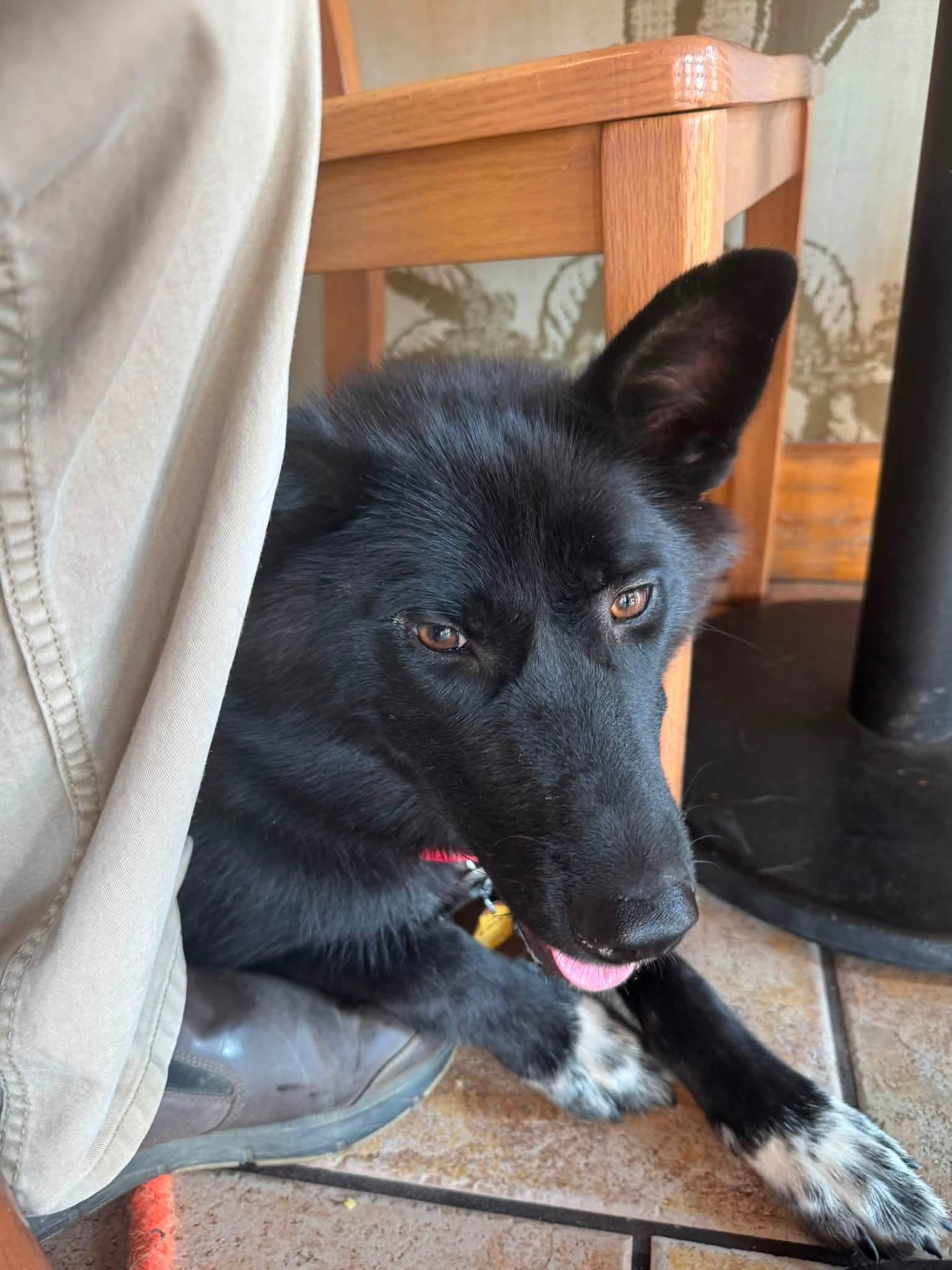 Enlarge Claudia, a Adoptable mixed breed in Sioux City, IA image 5/6