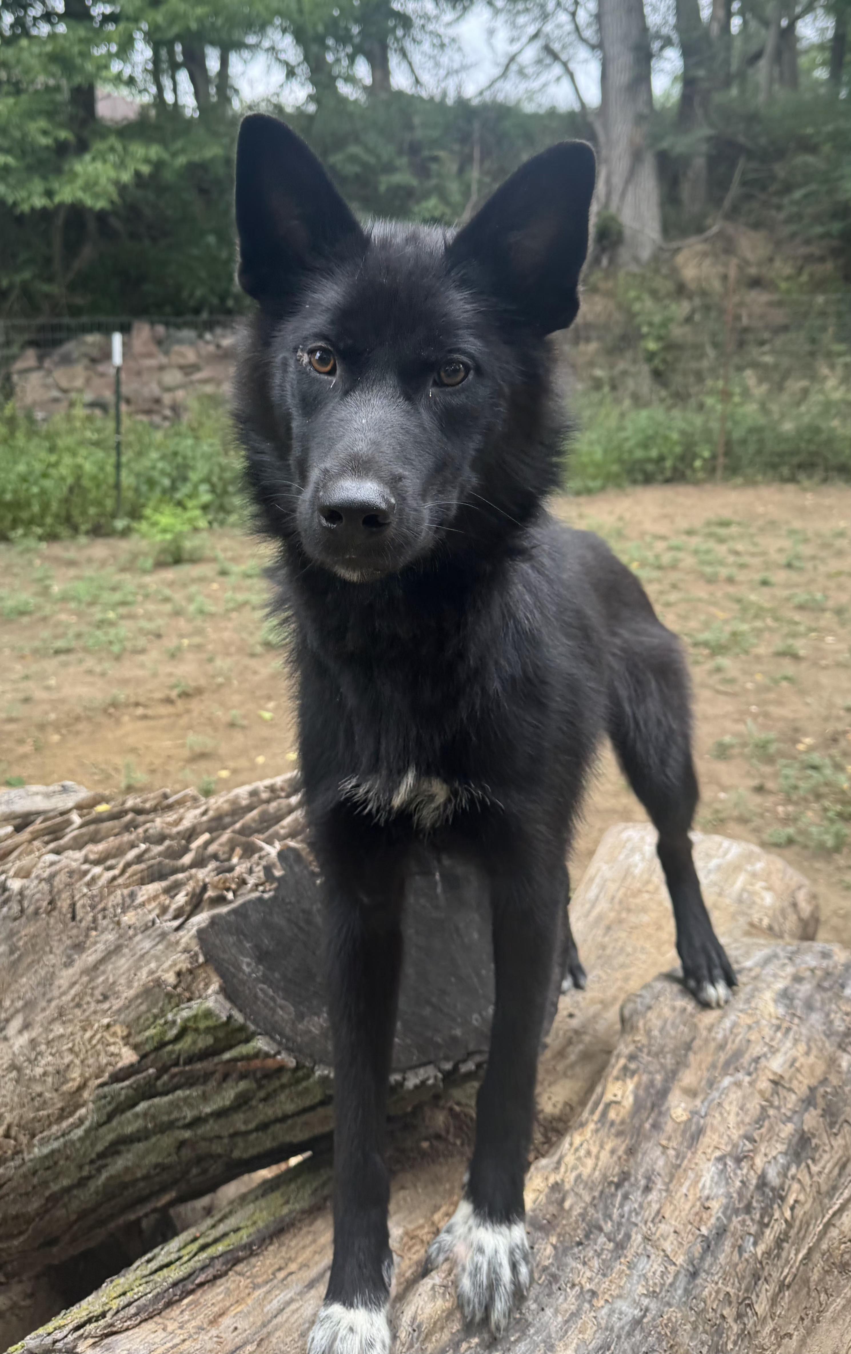 Enlarge Claudia, a Adoptable mixed breed in Sioux City, IA image 1/6
