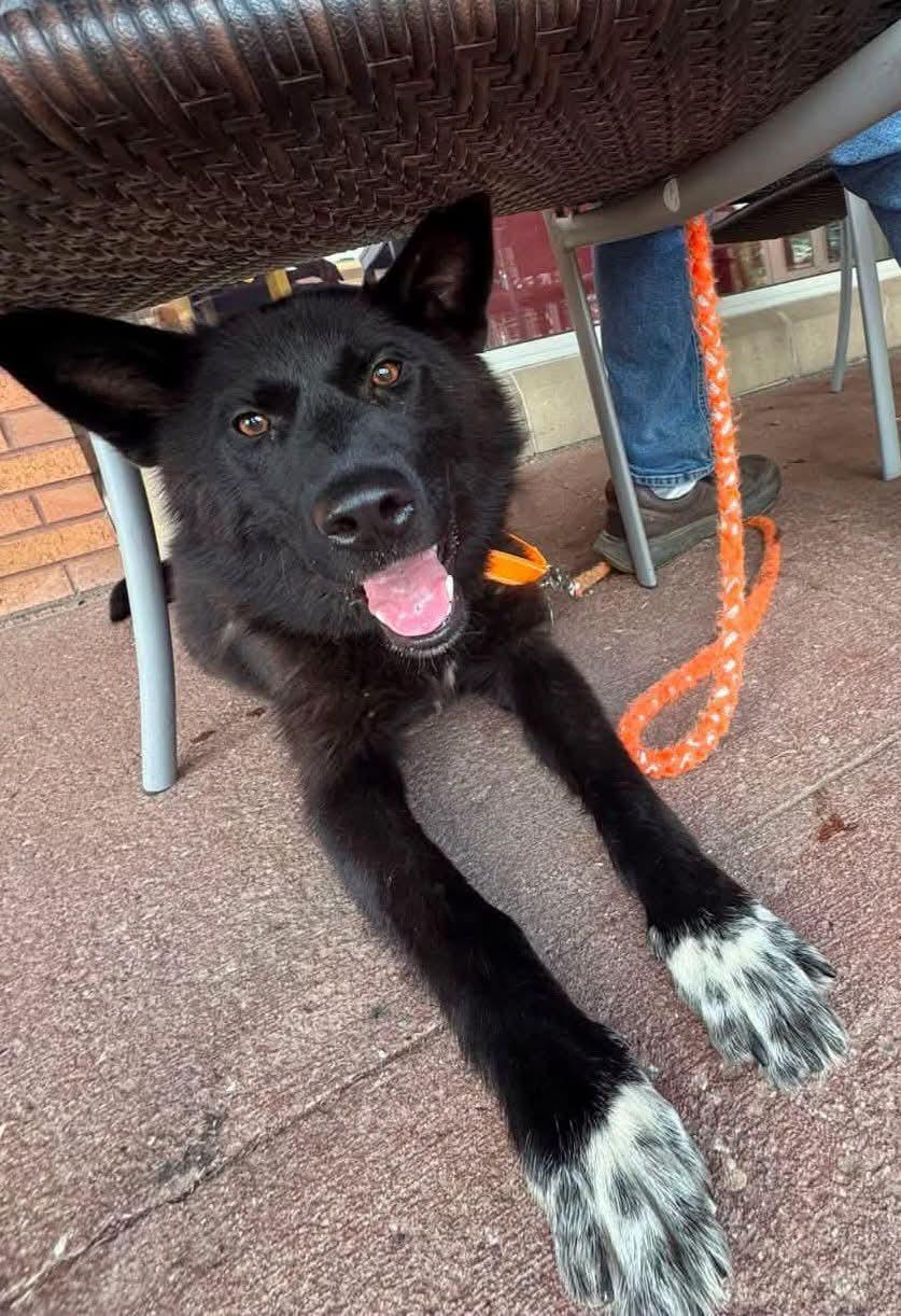 Enlarge Claudia, a Adoptable mixed breed in Sioux City, IA image 4/6