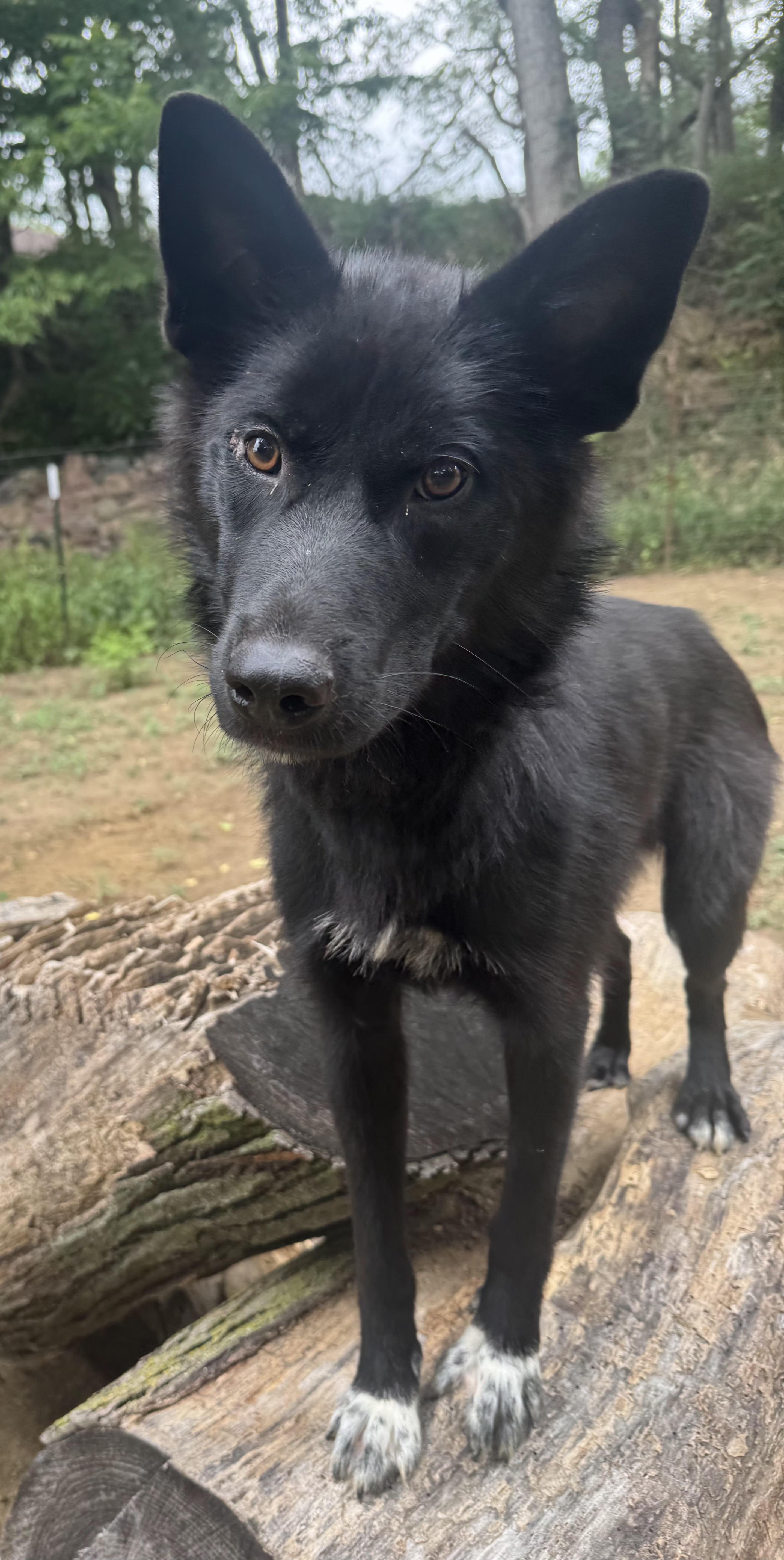Enlarge Claudia, a Adoptable mixed breed in Sioux City, IA image 3/6