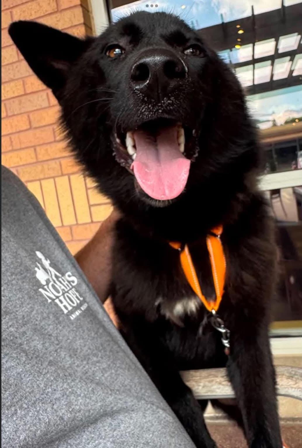 Enlarge Claudia, a Adoptable mixed breed in Sioux City, IA image 2/6