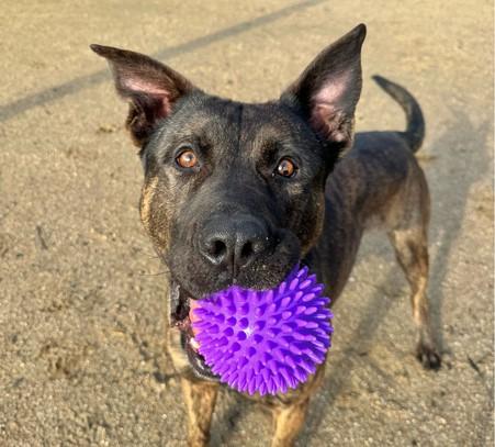 Enlarge FLINT, a Adoptable mixed breed in Martinez, CA image 1/1