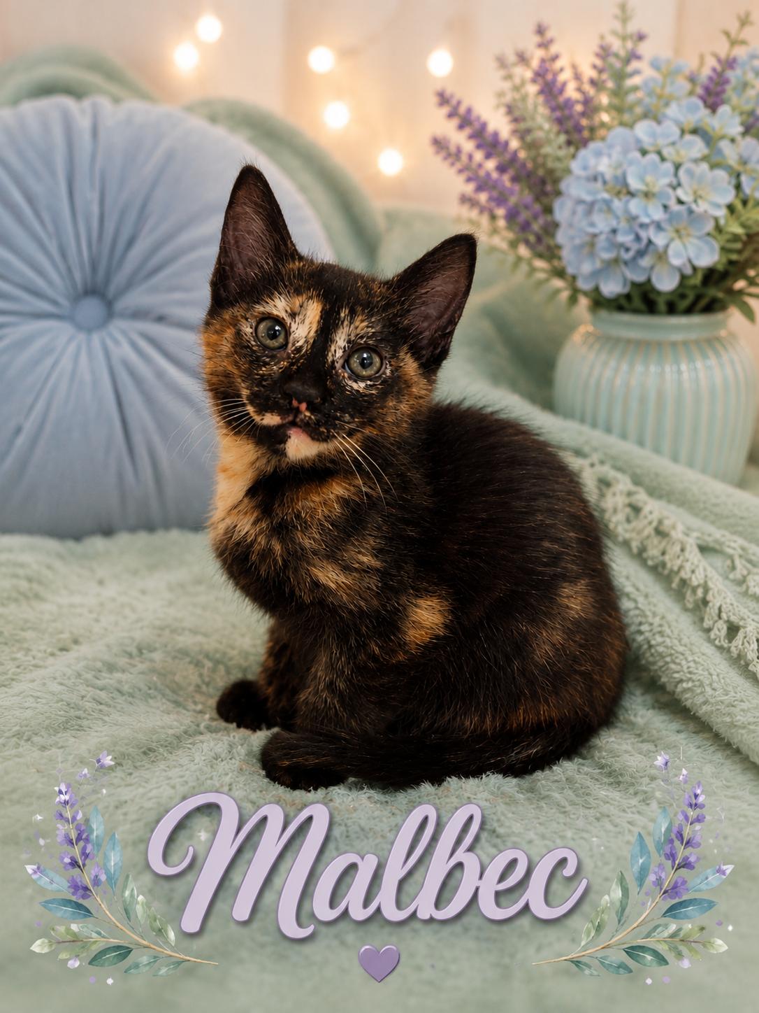 Coming Soon-Malbec-Adventurous & Snuggly, a Adoptable Tortoiseshell in Laurel, MD image 1/5